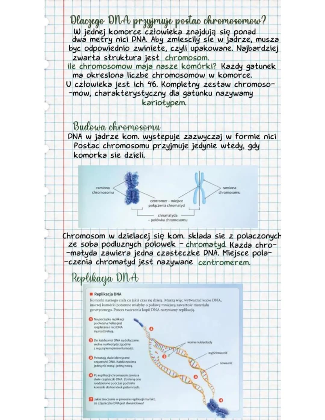 # Dlaczego DNA przyjmuje postac chromosomow?
W jednej komorce człowieka znajdują się ponad
dwa metry nici DNA. Aby zmiescily sie w jadrze, m