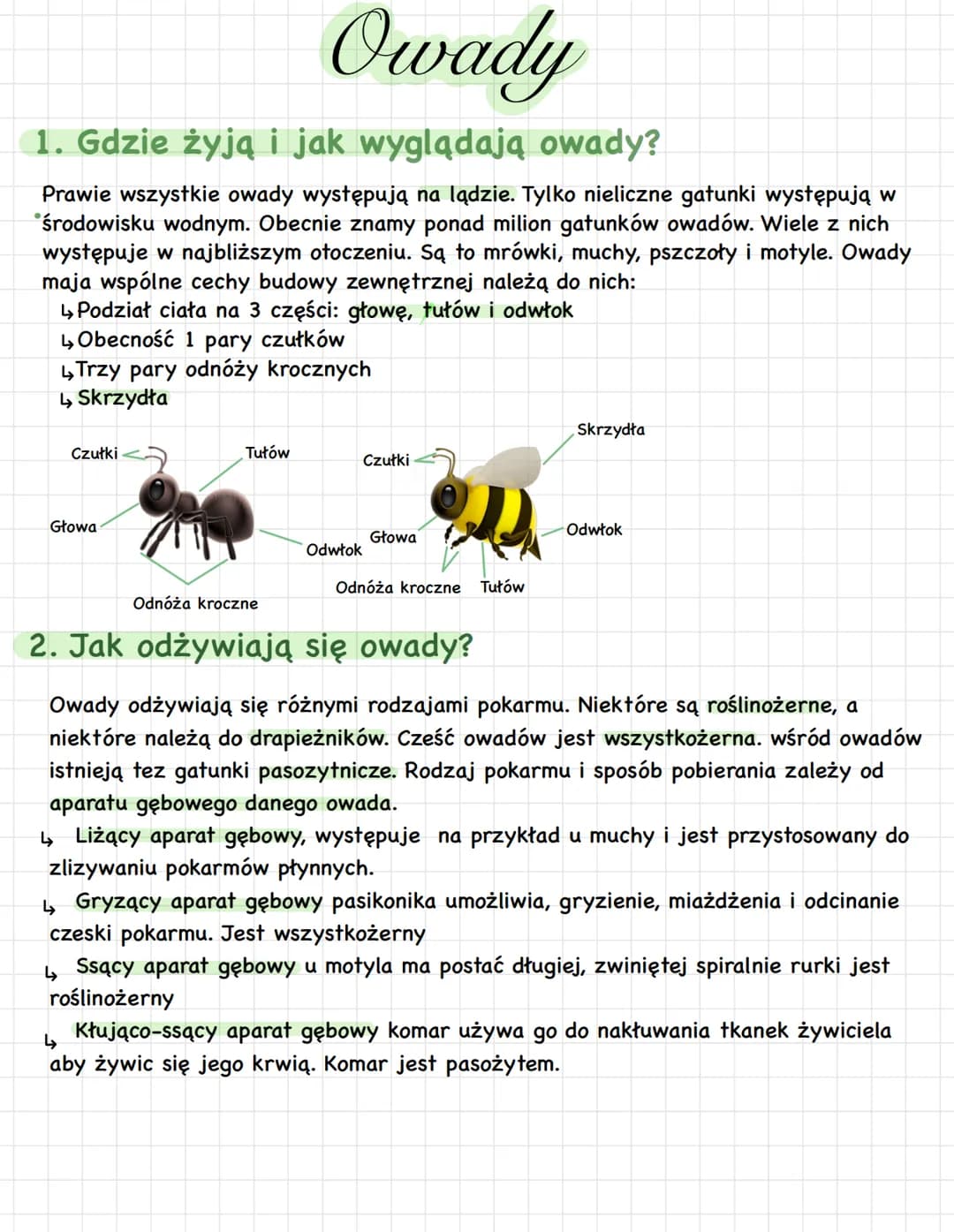 # Owady
## 1. Gdzie żyją i jak wyglądają owady?
Prawie wszystkie owady występują na lądzie. Tylko nieliczne gatunki występują w środowisku