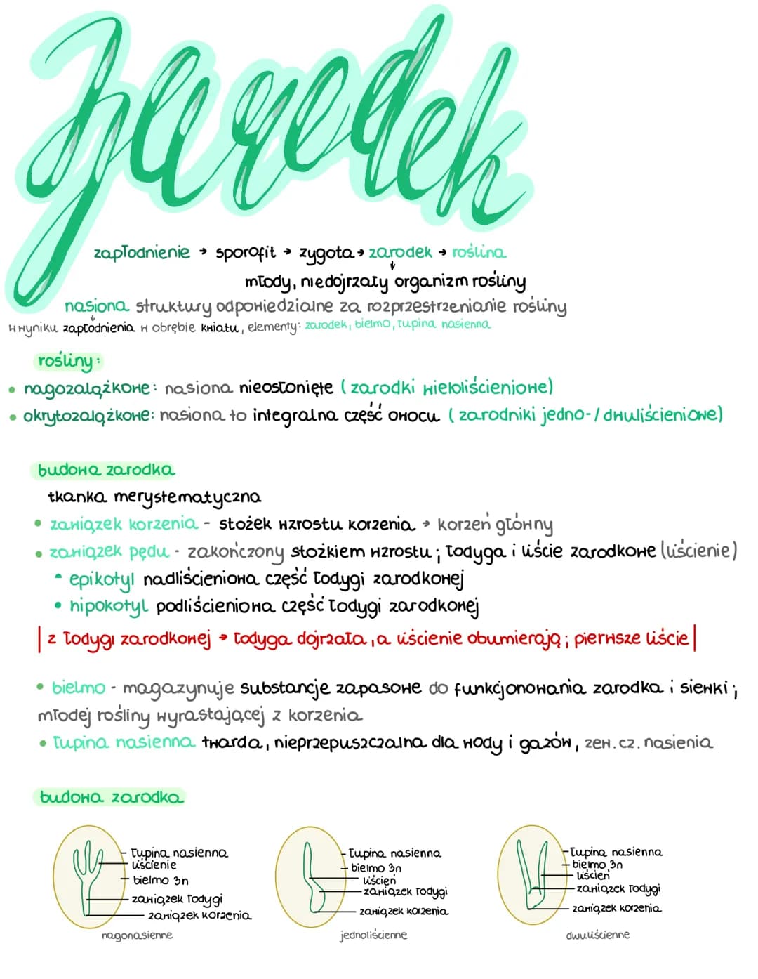 # Jaredek
zapłodnienie → sporofit → zygota → zarodek → roślina.
młody, niedojrzały organizm rośliny
nasiona: struktury odpowiedzialne za roz