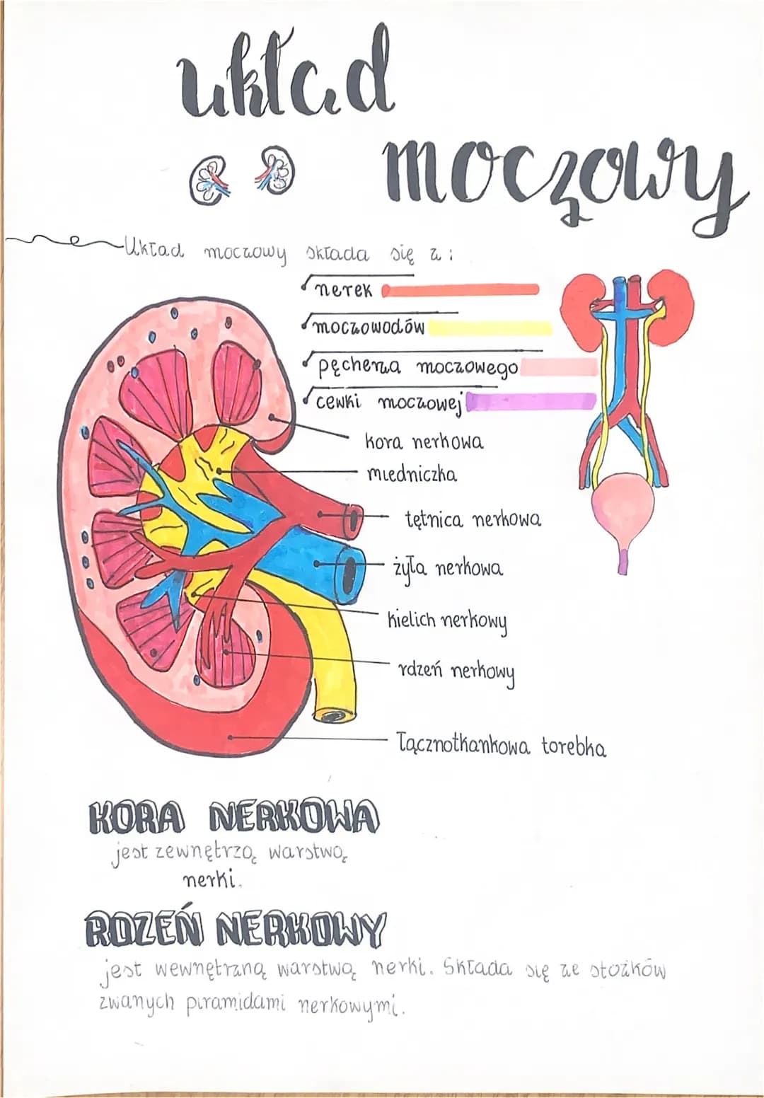 # Układ moczowy
- Układ moczowy składa się z:
- nerek
- moczowodów
- pęcherza moczowego
- cewki moczowej
- kora nerkowa
- miedniczka
