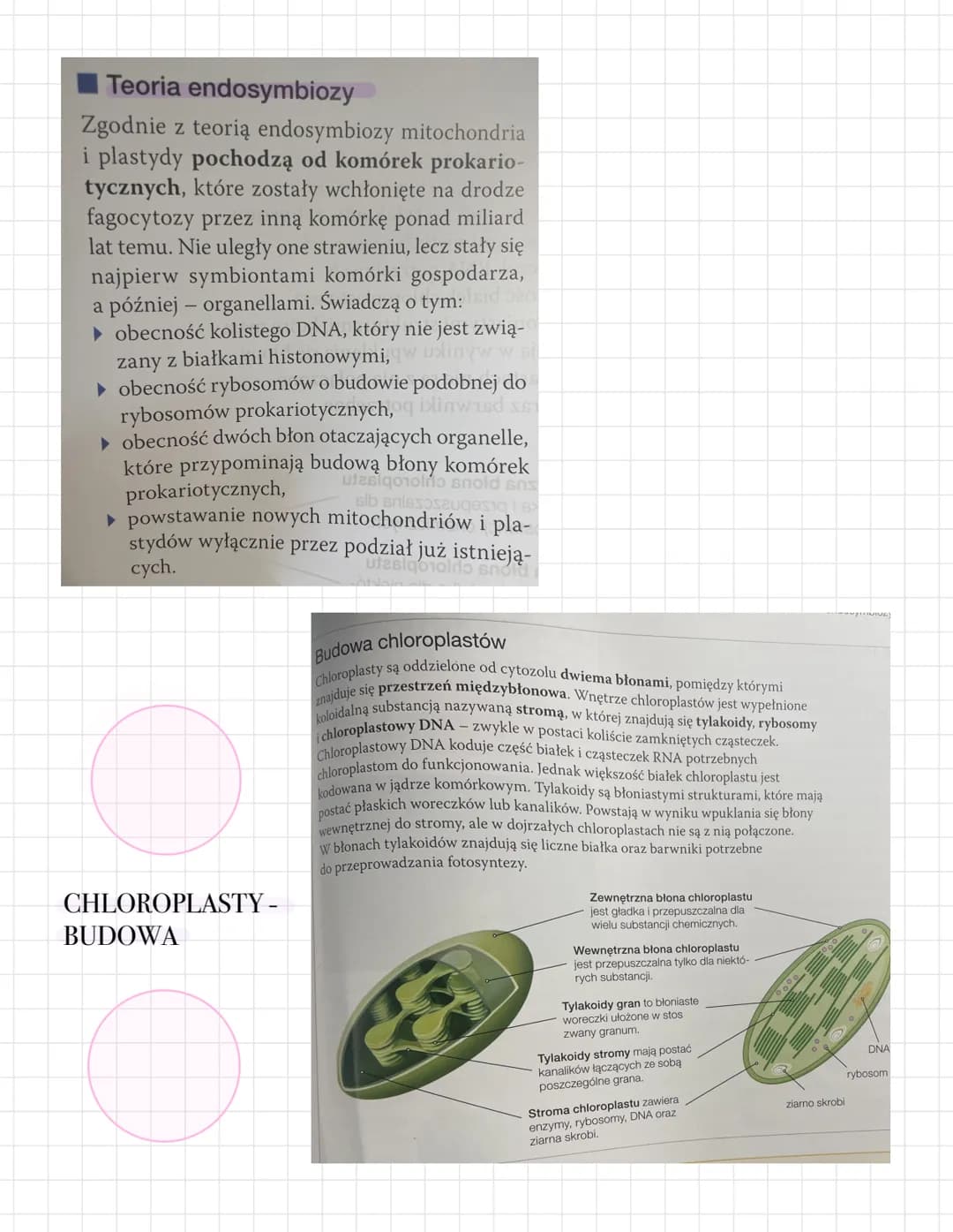 # Teoria endosymbiozy
Zgodnie z teorią endosymbiozy mitochondria
i plastydy pochodzą od komórek prokario-
tycznych, które zostały wchłonięte