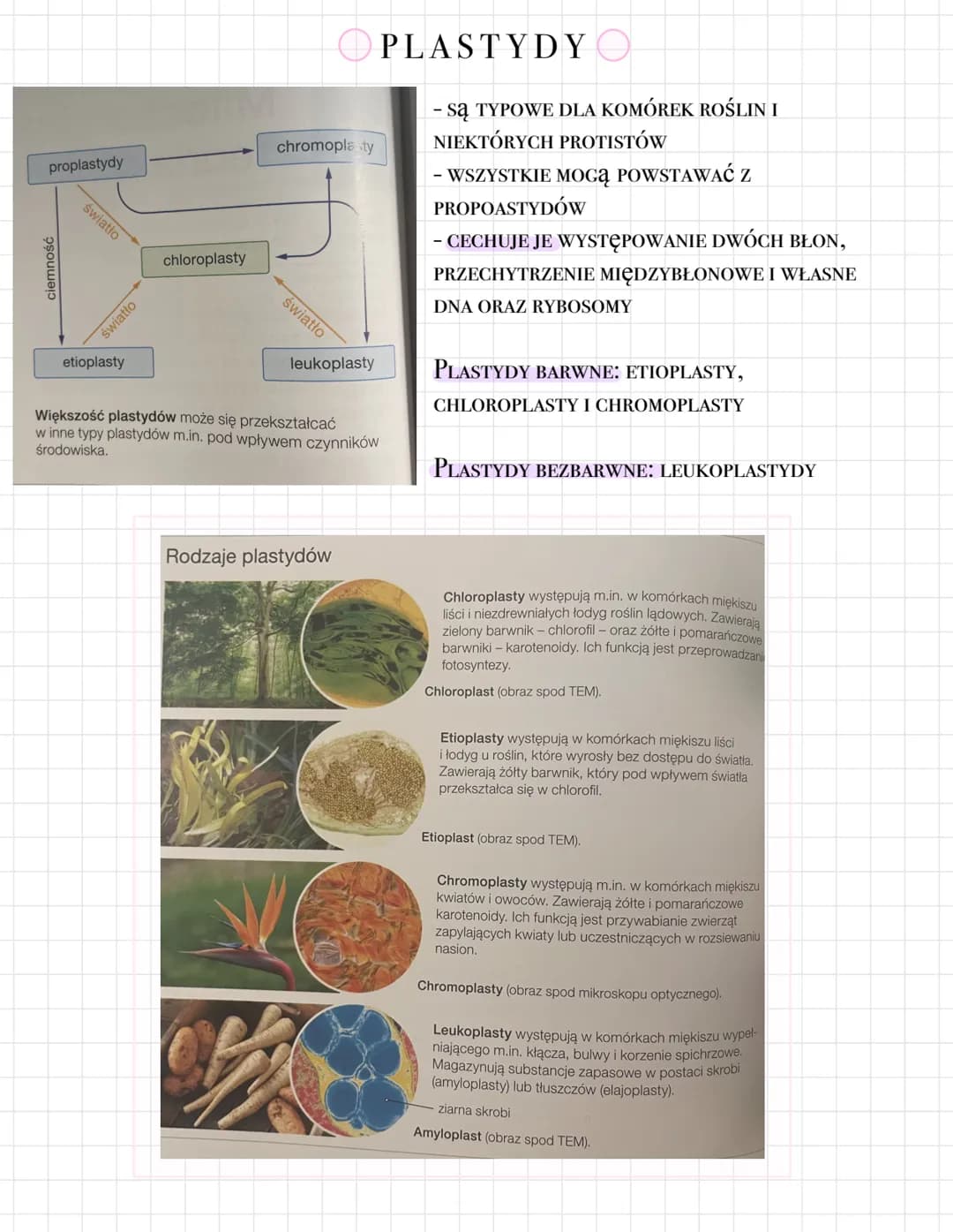 # Teoria endosymbiozy
Zgodnie z teorią endosymbiozy mitochondria
i plastydy pochodzą od komórek prokario-
tycznych, które zostały wchłonięte