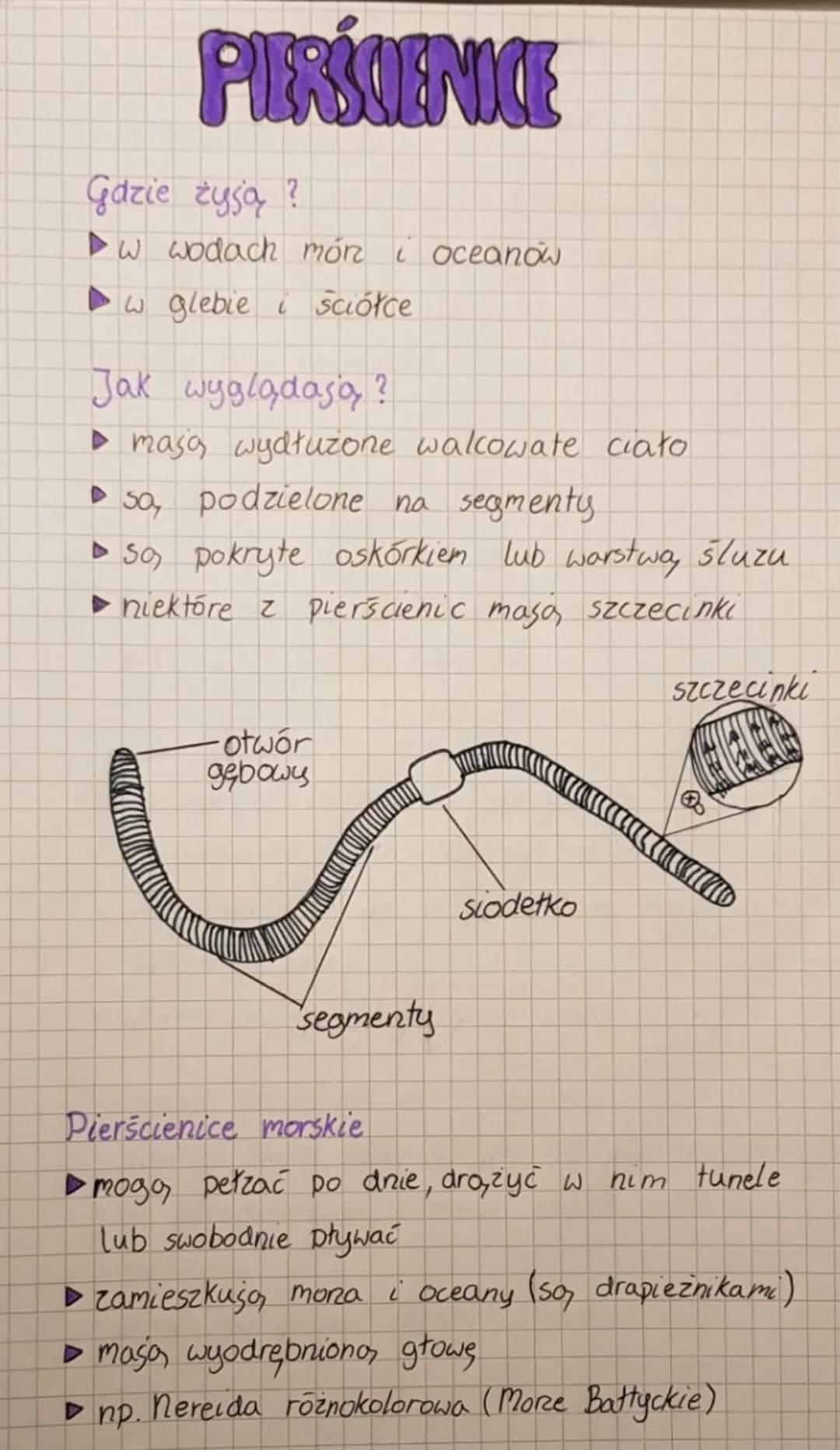 # PIERŚCIENICE
## Gazie tysa?
- w wodach món i oceanow
- w glebie i ściółce
## Jak wyglądają?
- masa wydłużone wakowate ciało
- sa, podzie