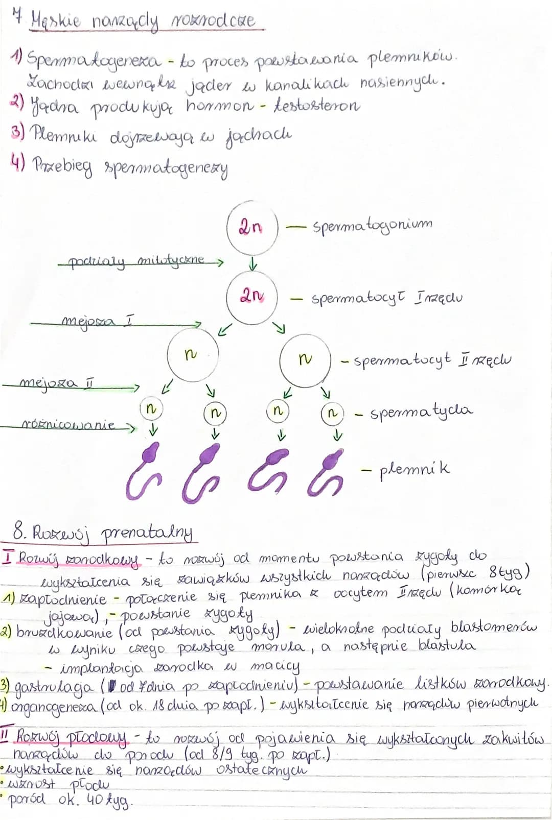 # 4 Męskie nazaącly rozrodcze
1) Spermatogeneza - to proces powstawania plemników.
Zachodzi wewnągle jader w kanalikach nasiennych.
2) Yadra