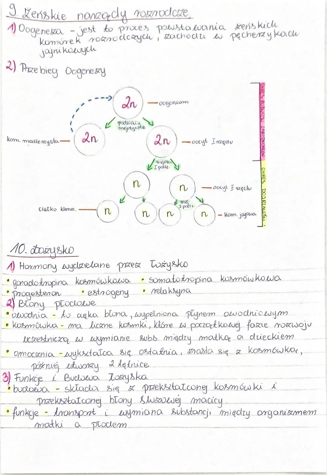 # 4 Męskie nazaącly rozrodcze
1) Spermatogeneza - to proces powstawania plemników.
Zachodzi wewnągle jader w kanalikach nasiennych.
2) Yadra