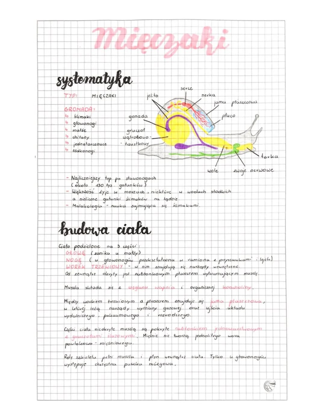 ## Mięczaki
### systematyka
TYP: MIĘCZAKI
GROMADA:
- Ślimaki
- głowonogi
- małże
- chitony
- jednotarczowce
- łódkonogi
- Najliczniejszy t