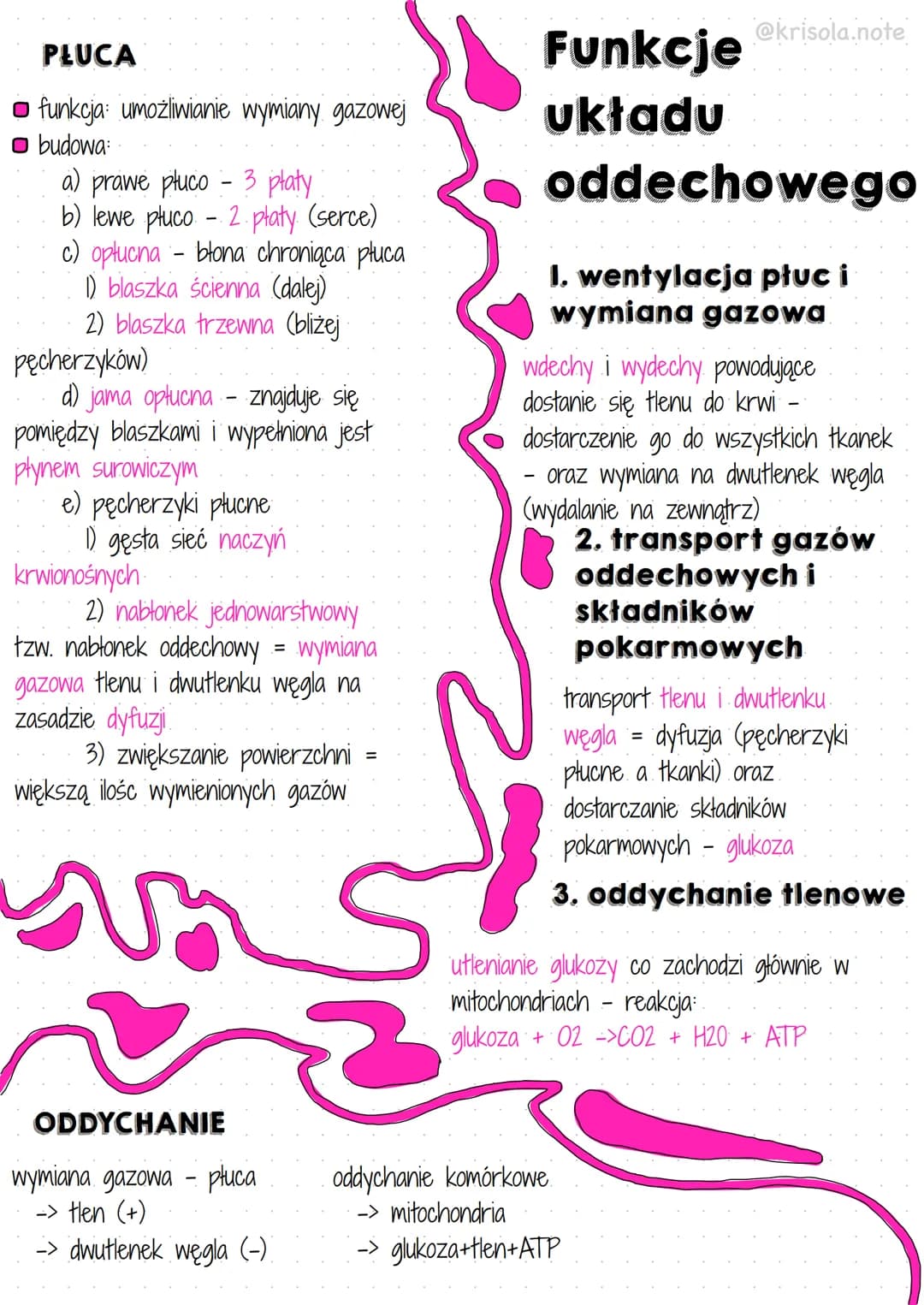 <h2>Budowa układu oddechowego</h2>
<p>Płuca każdego człowieka składają się z prawego płuca z trzema płatami oraz lewego płuca z dwoma płata