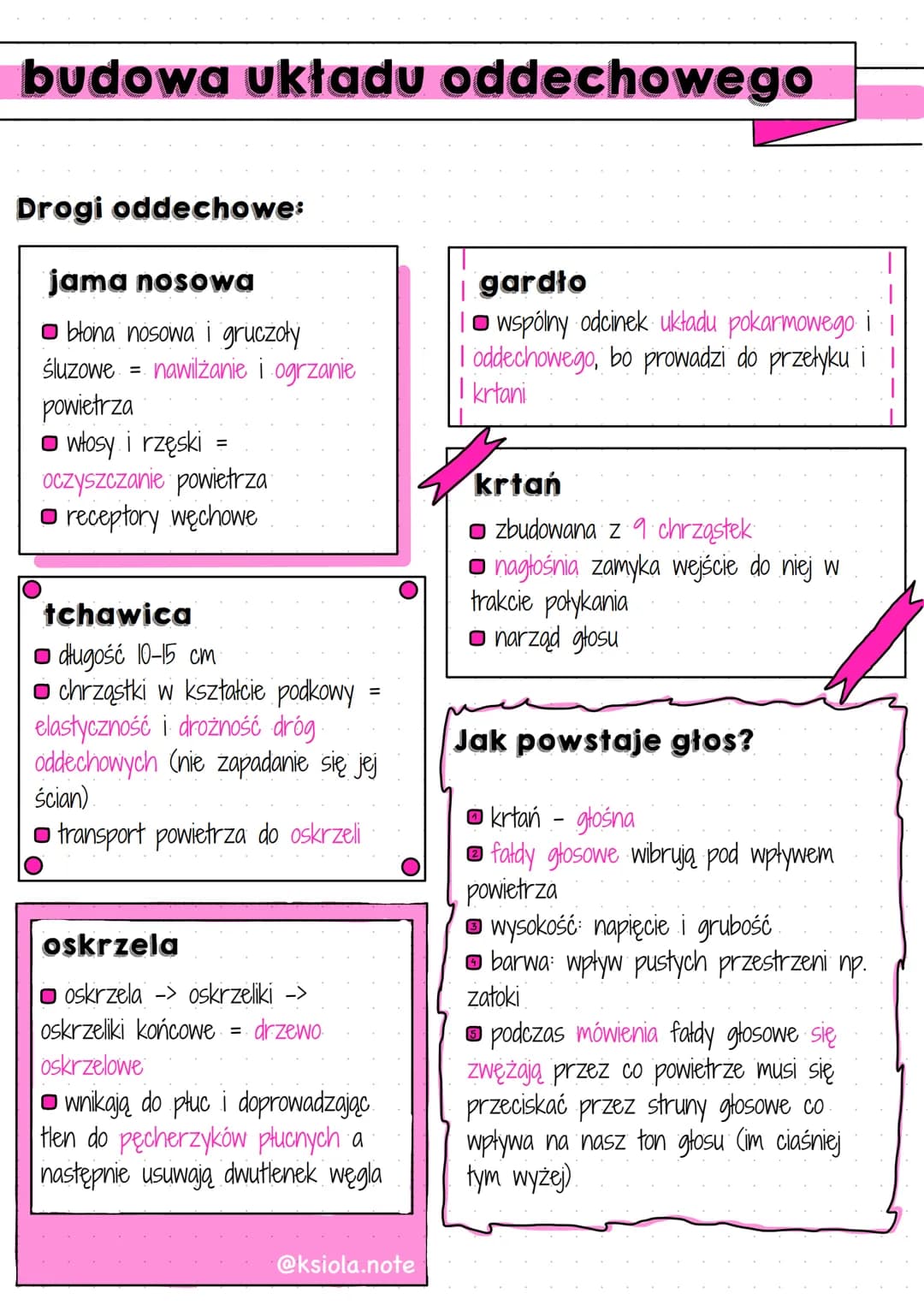 <h2>Budowa układu oddechowego</h2>
<p>Płuca każdego człowieka składają się z prawego płuca z trzema płatami oraz lewego płuca z dwoma płata