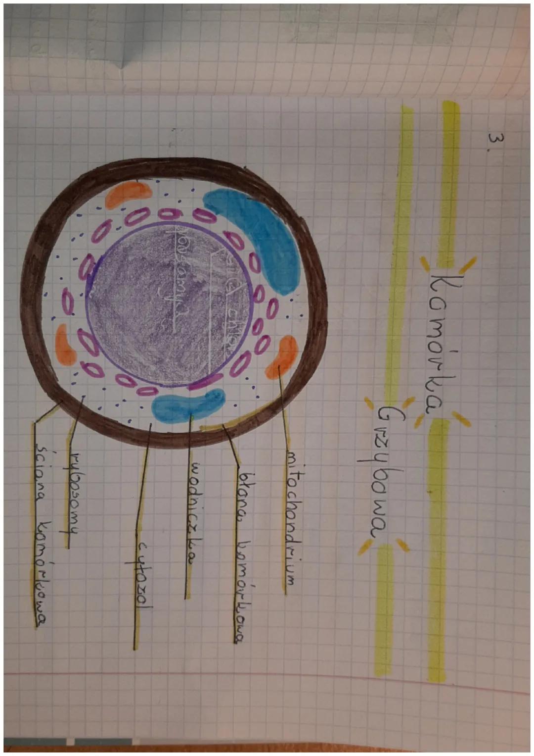 6. Komórka roślinna inne..
A.
2.
=k. bakteryjna
błona
Trybosomy
ściana k.
rybosomy
ba
angres
Komórka roślinna
-jądra komórkowe
wakuola (wodn
