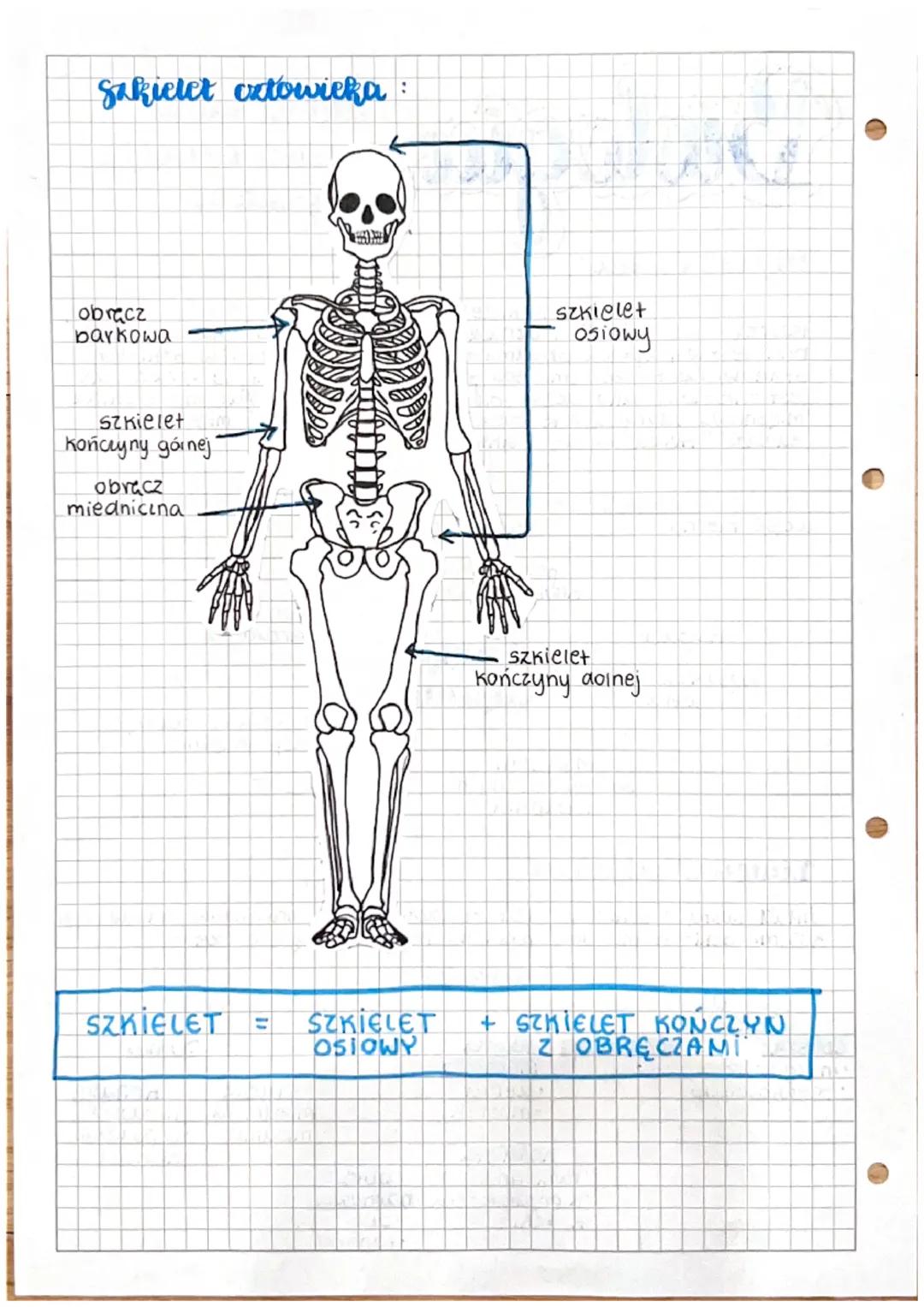 O
Biologia
uklad ruchu:
}
tworzą jis stay, czyli szkielet, wraz z układem mięśniowym,
ruchu. to ze do poruszania się potrze-
bna jest współp