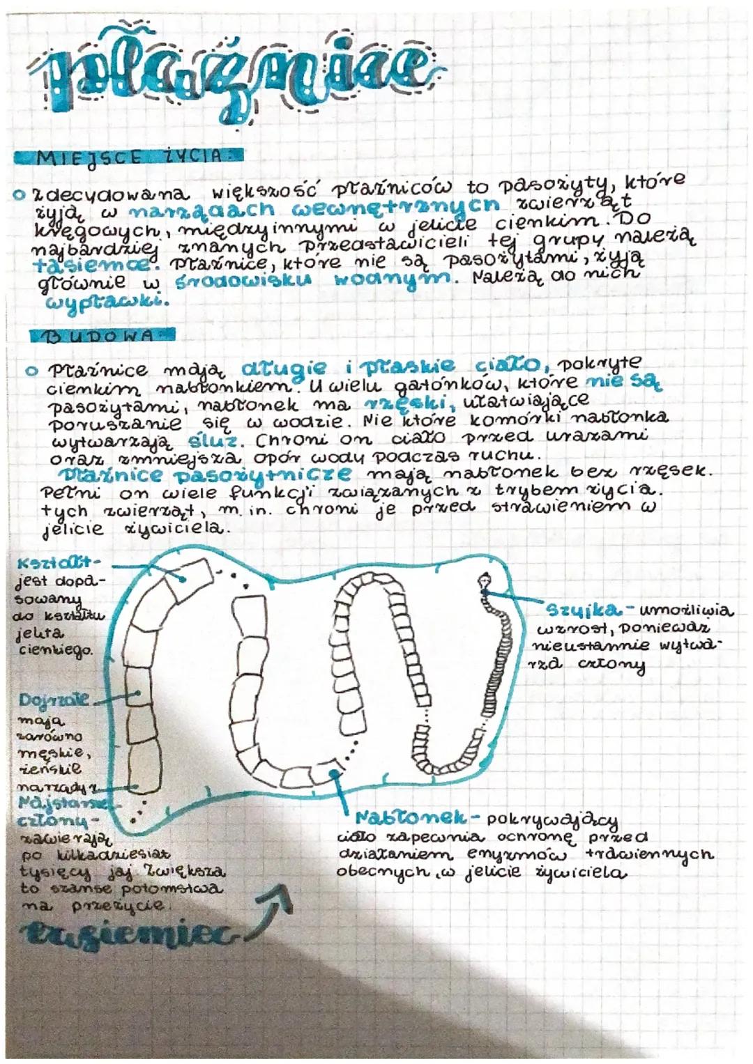 Płaźnice - Zwierzęta, które mają płaskie ciało.