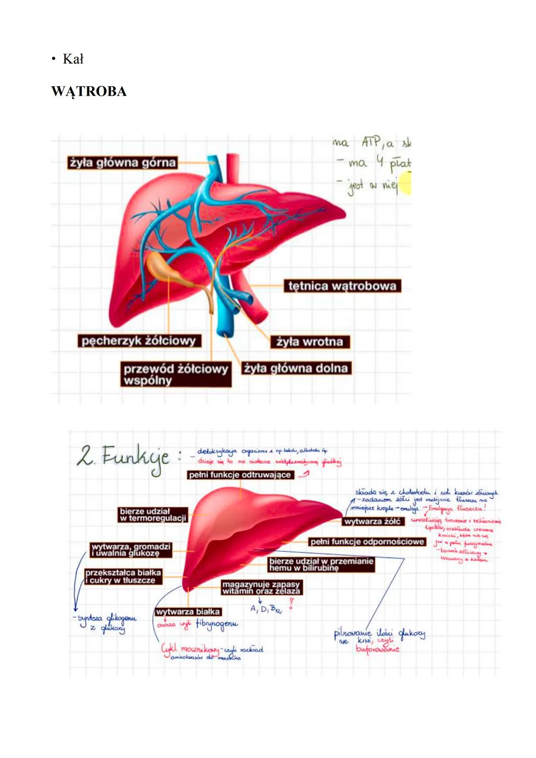 1. Organiczne składniki pokarmowe
1. Cukry
• CUKRY (węglowodany) - ich podstawową funkcją jest dostarczanie
organizmowi energii. Pełni funkc