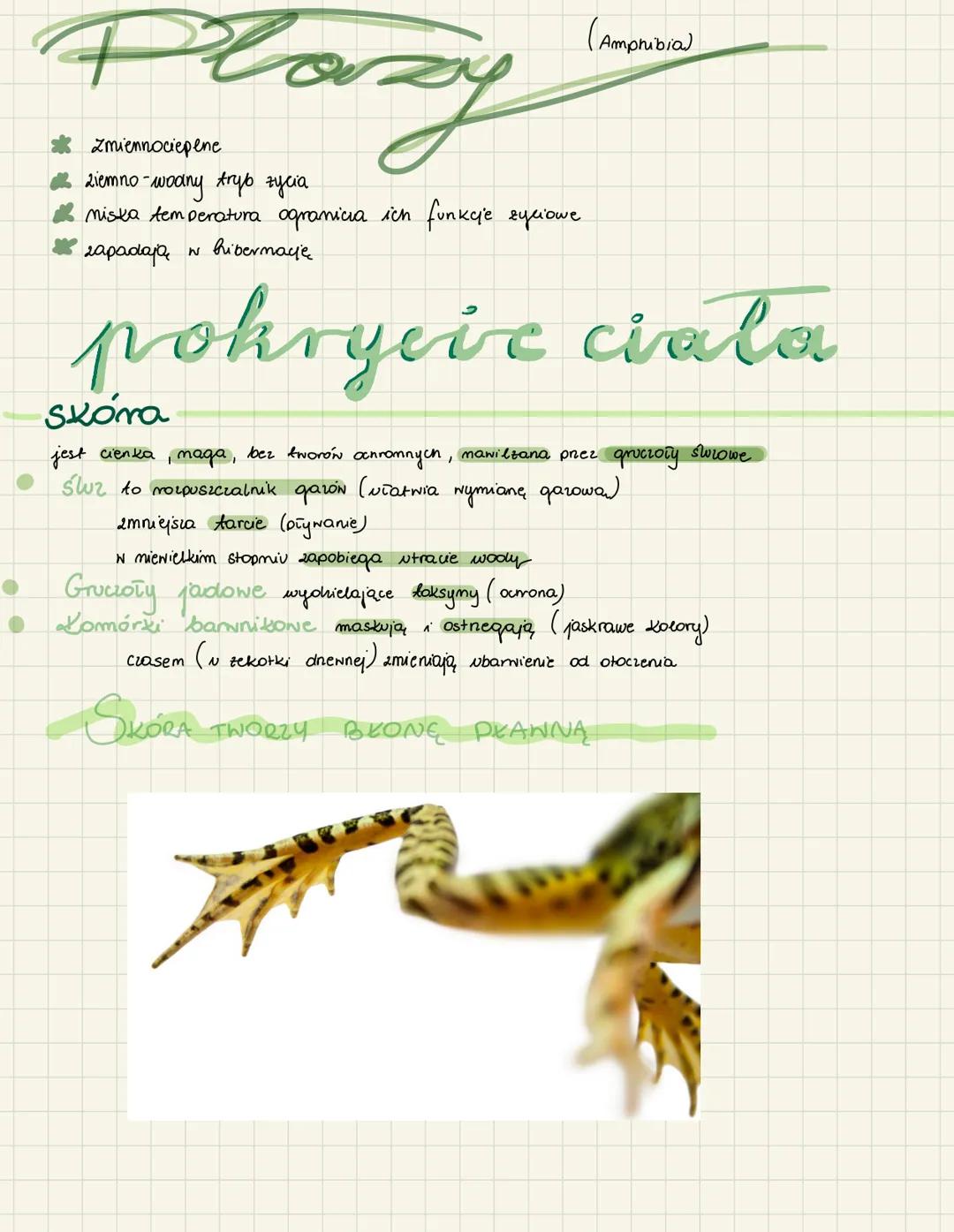 # Plazy
* Zmiennociepene
* ziemno-wodny tryb zycia
* niska temperatura ogranicza ich funkcje zyciowe
* zapadaja w bibermacje
(Amph