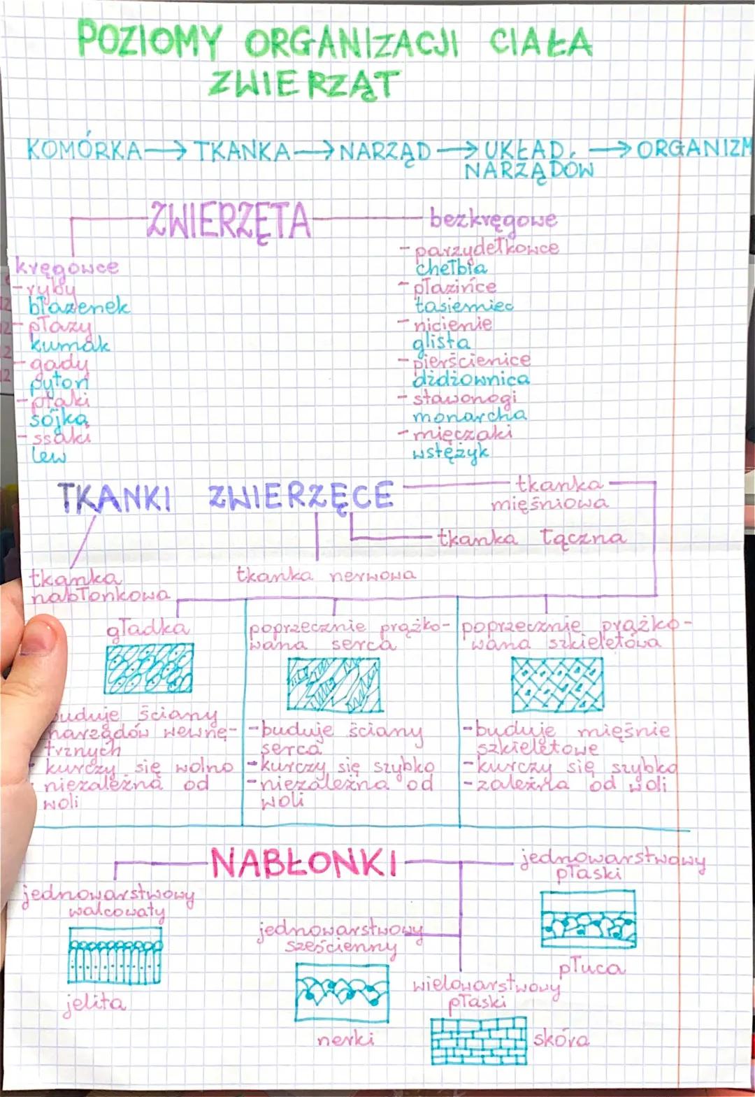 Biologia - klasa 6, dział 1