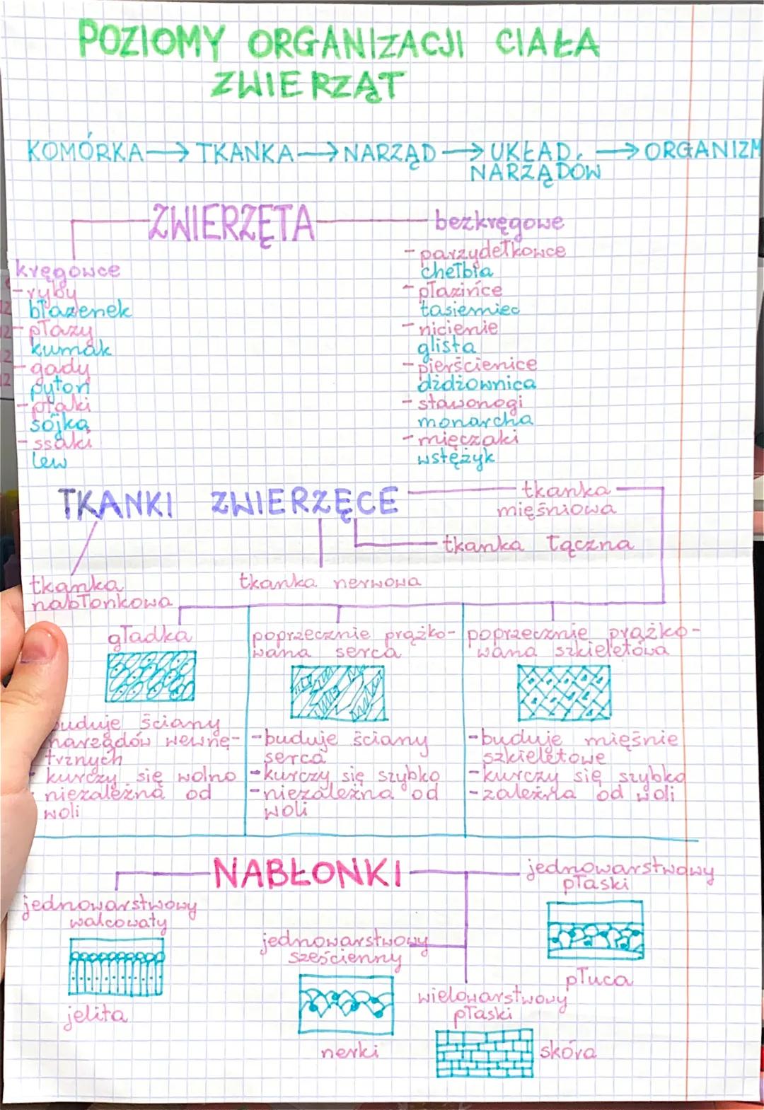 POZIOMY ORGANIZACJI CIAŁA
ZWIERZĄT
KOMÓRKA →→ TKANKA→→NARZĄD
kręgowce
brazenek
•gady
pytor
praki
sojka
ssaki
سعا
ZWIERZĘTA
TKANKI ZWIERZĘCE