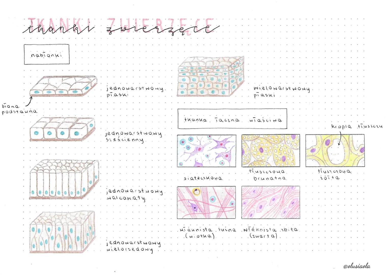 Thanki zwierzace
nabionki
biona
podstawna
مهم مهمة
28
jednowarstwowy
płaski
jednowarstwowy
sześcienny
jednowarstwowy
alcowaty.
201
jednowars