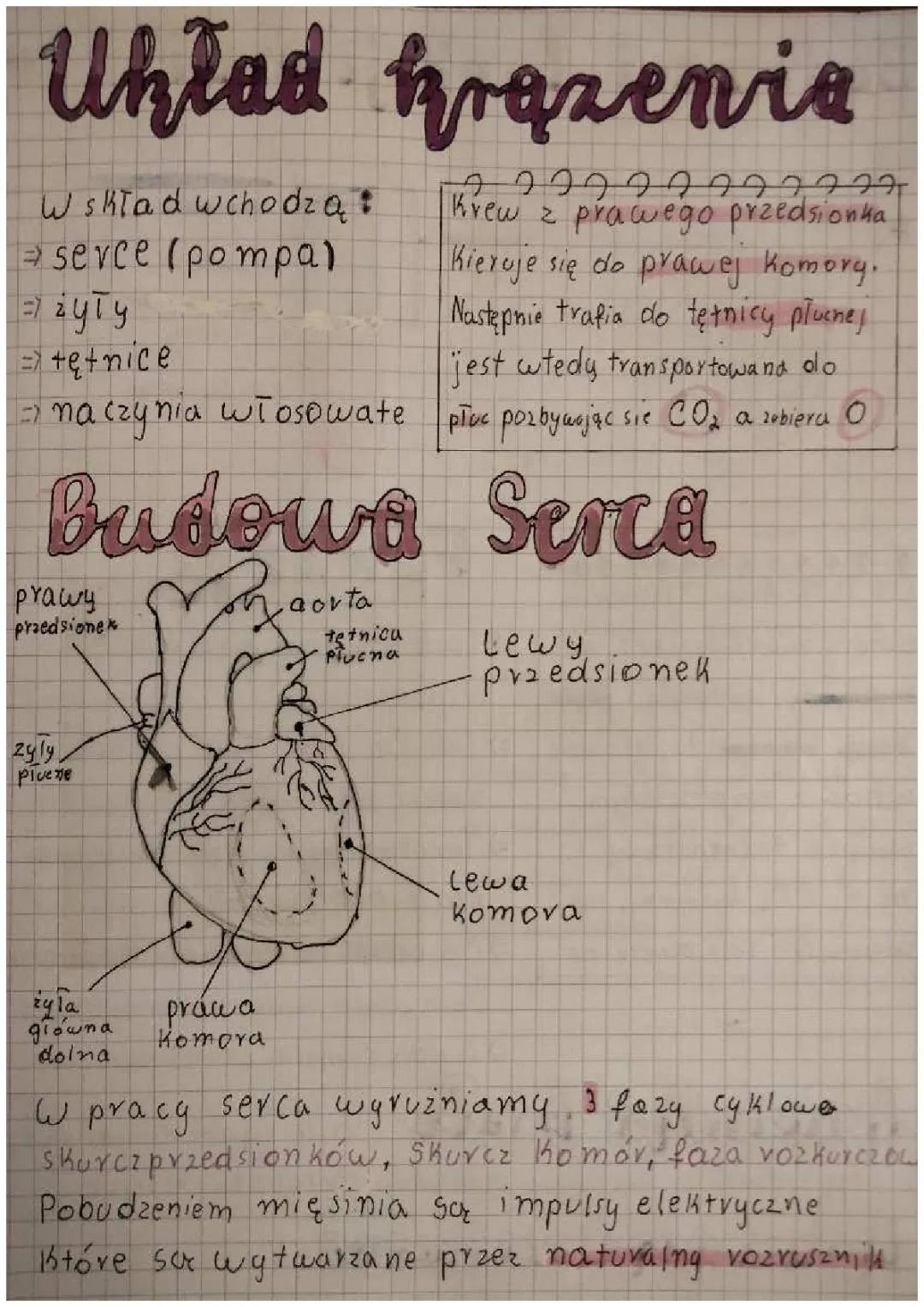 Jak działa nasze serce i układ limfatyczny?