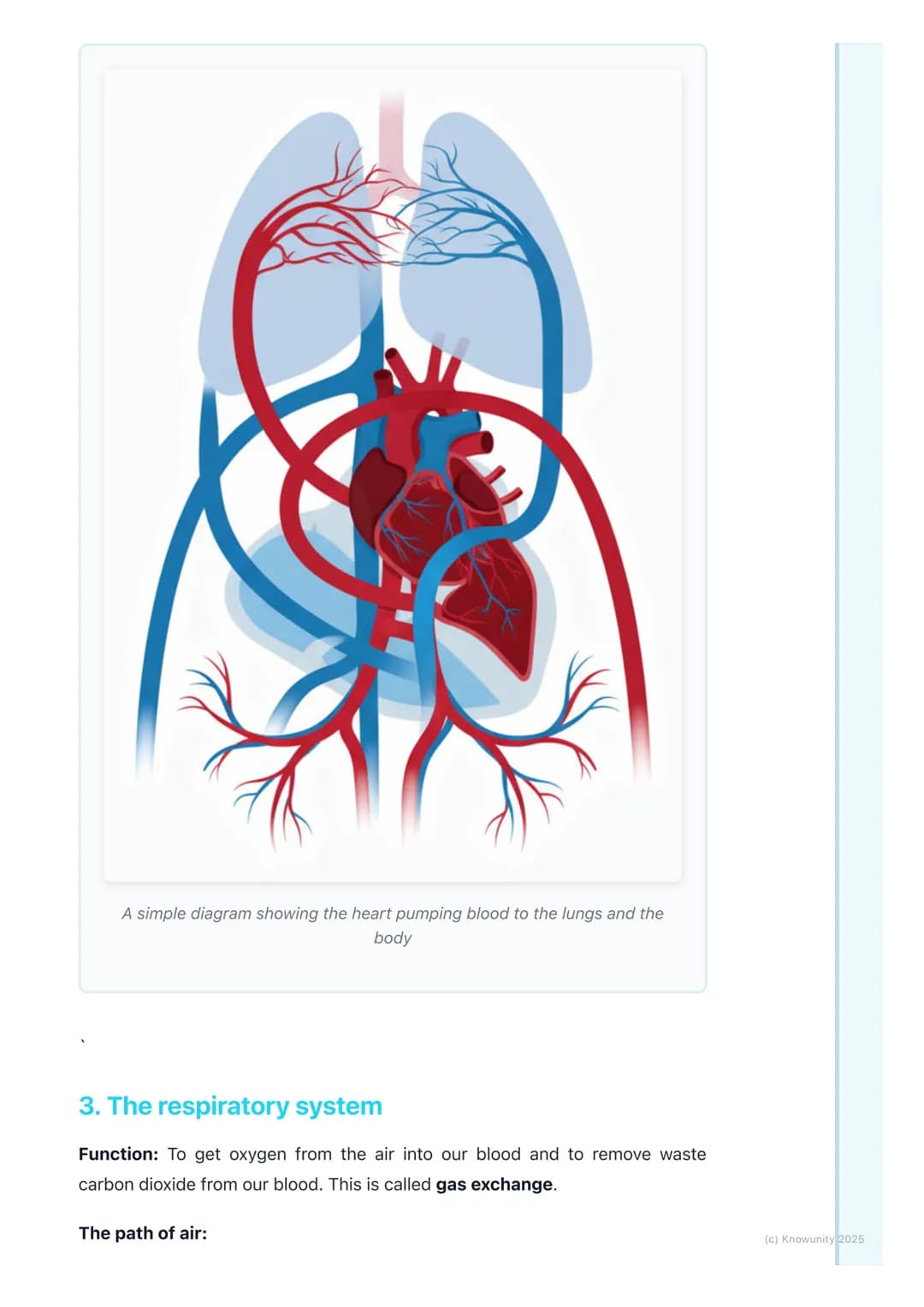 # Human Body Systems
An introduction to body systems
The human body is made up of lots of different parts that all have to work
together.