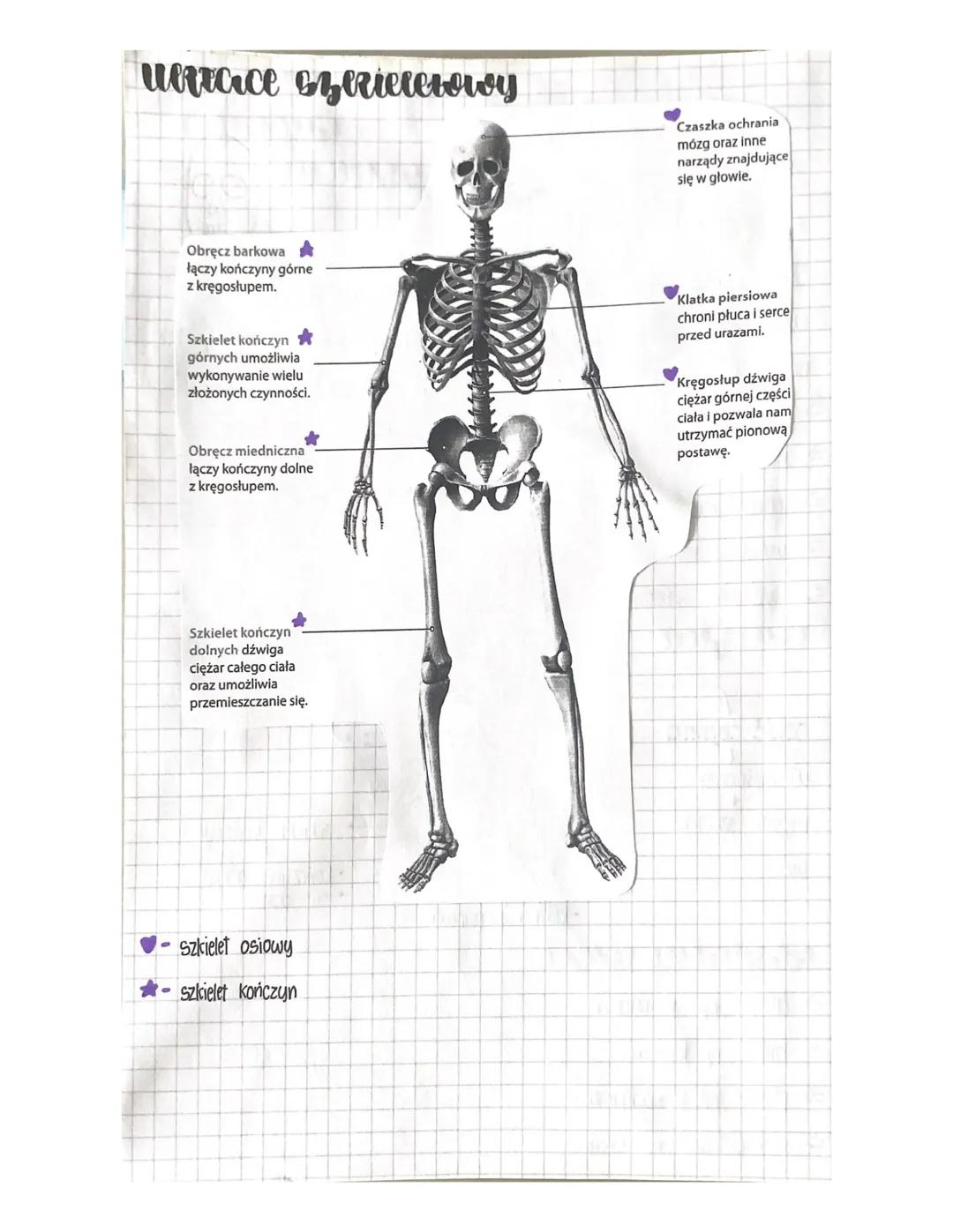 # Biologico
aparot qucru
Alscir Cot
емсем и
Syrieret
Układ szkieletowy i mięśniowy tworzą aparat ruchu.
Dzielimy go na awie części: Di