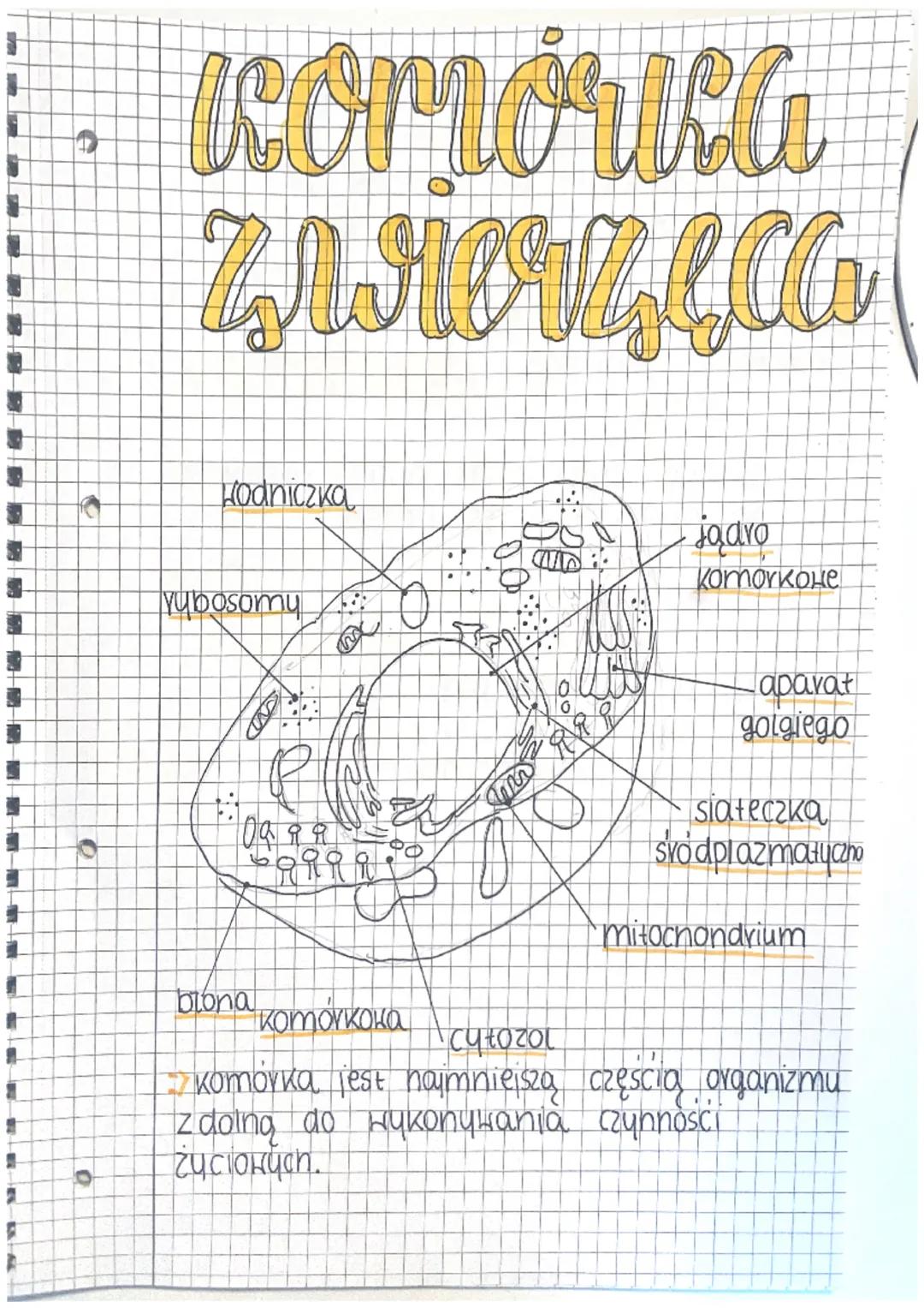 notatka komórka zwierzęca🫶