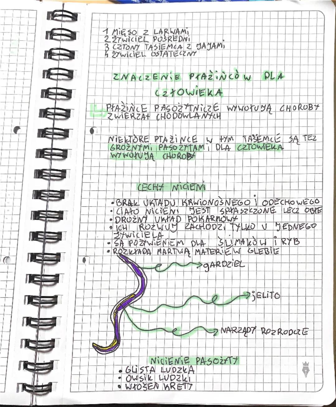 Pł
a
zince
Nicie
PŁAZINCE to ZWIERZĘTA KTÓRE ZAZWYCZAJ
MAJA DTUGIE i PrASKIE CIATO
• PŁAZINCE HO PASSETY W WIEKSZOśa i
2JĄ W NARZA DACH ZEWN