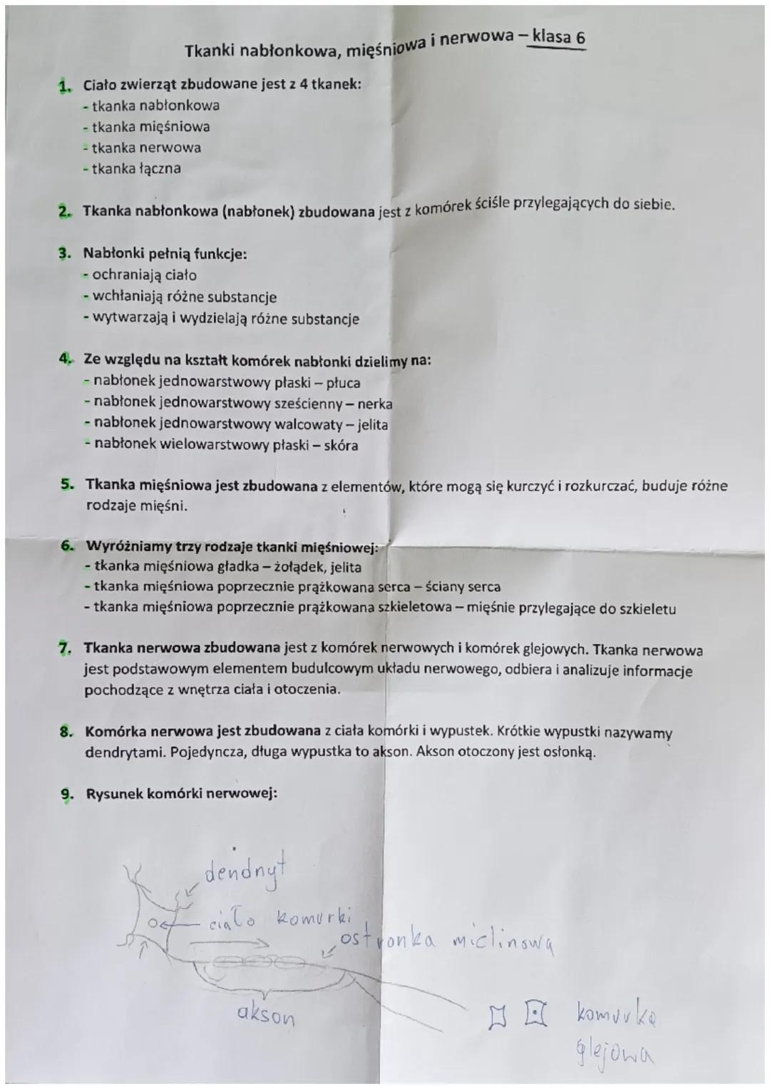 Tkanki nabłonkowa, mięśniowa i nerwowa- klasa 6
1. Ciało zwierząt zbudowane jest z 4 tkanek:
- tkanka nabłonkowa
- tkanka mięśniowa
- tkanka