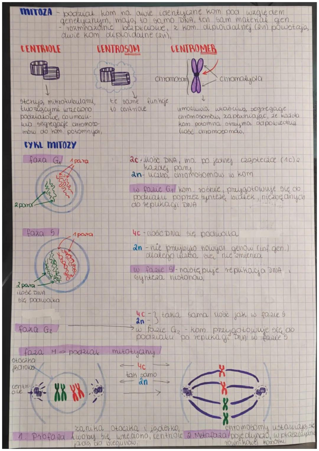 # MITOZA
podział kom no awie identyczne kom pod względem
genelyanym, majo to samo somo DNA, Di ten sam maternal gen. ger
rozmnażanie bezpec