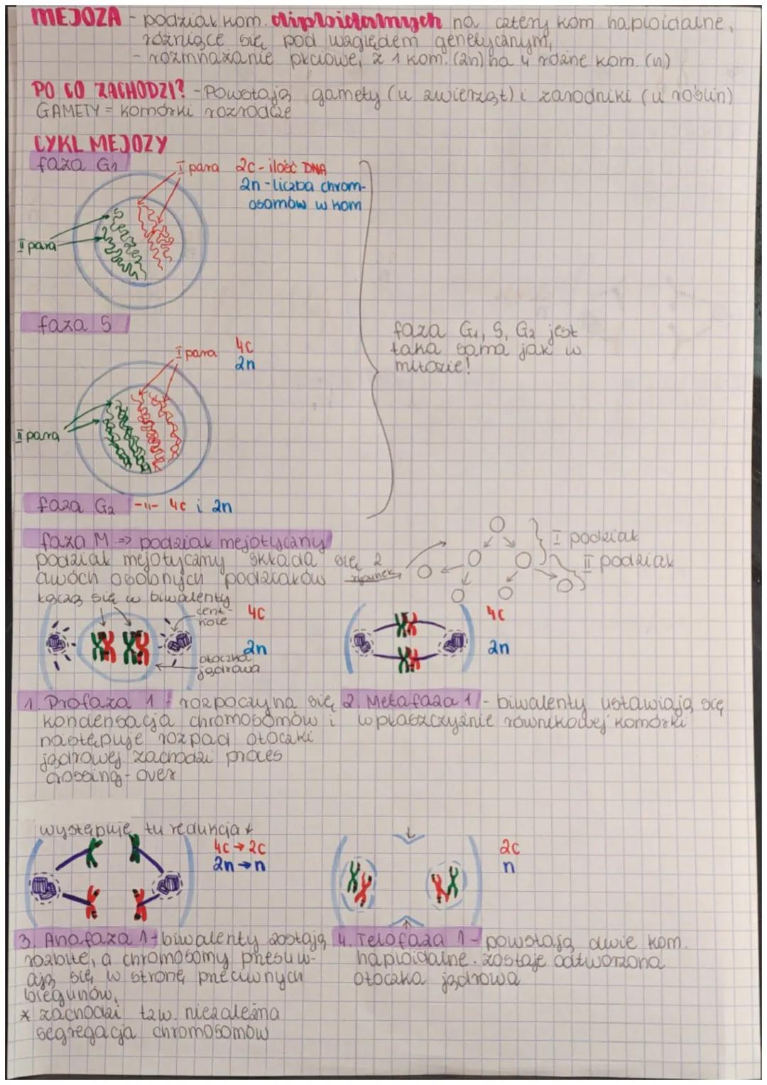 # MITOZA
podział kom no awie identyczne kom pod względem
genelyanym, majo to samo somo DNA, Di ten sam maternal gen. ger
rozmnażanie bezpec