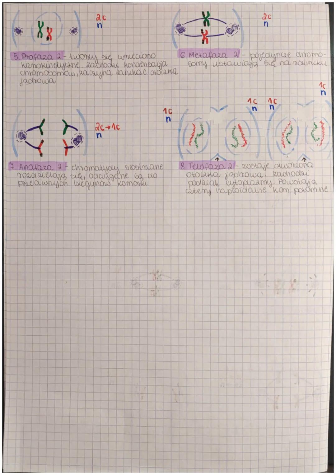 # MITOZA
podział kom no awie identyczne kom pod względem
genelyanym, majo to samo somo DNA, Di ten sam maternal gen. ger
rozmnażanie bezpec