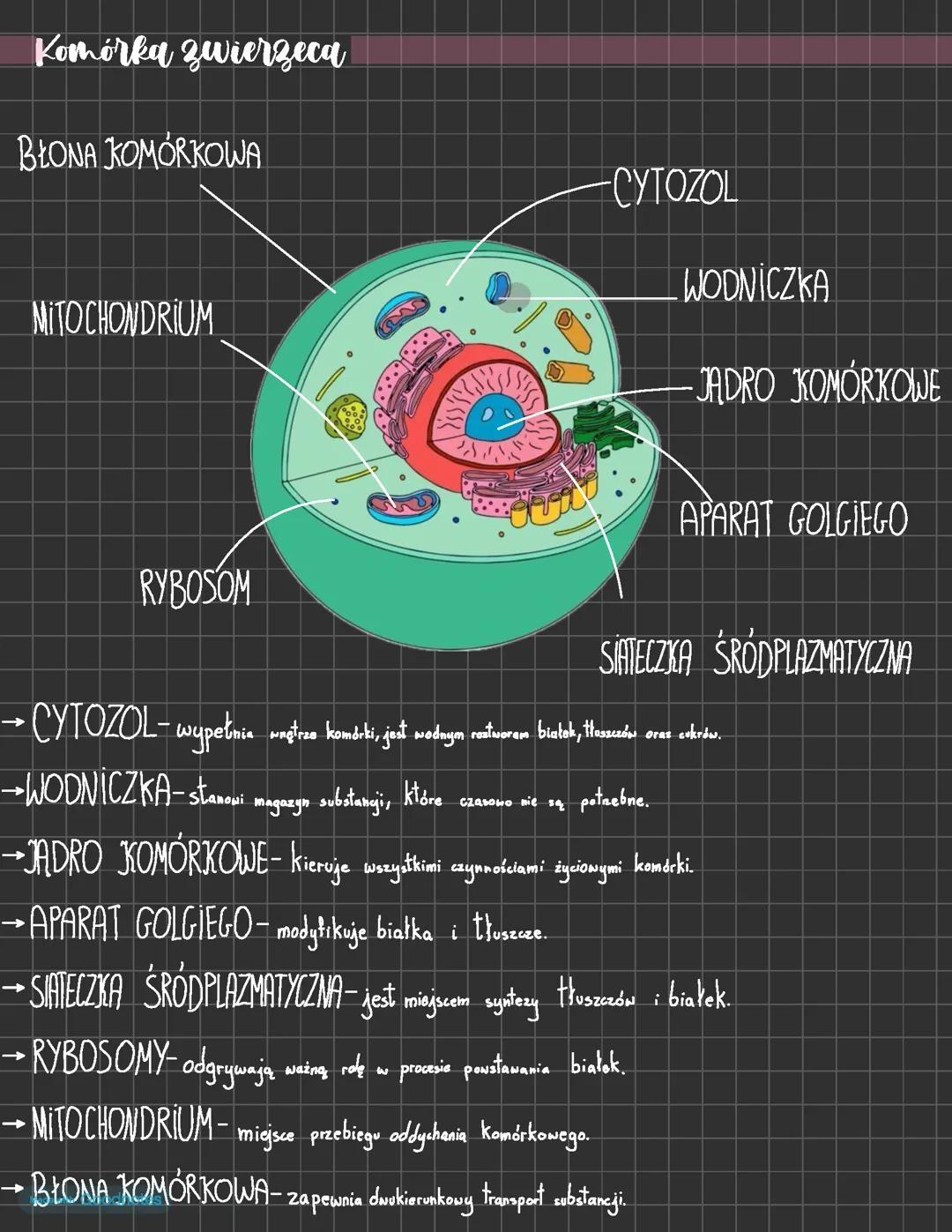 Komórki biologiczne