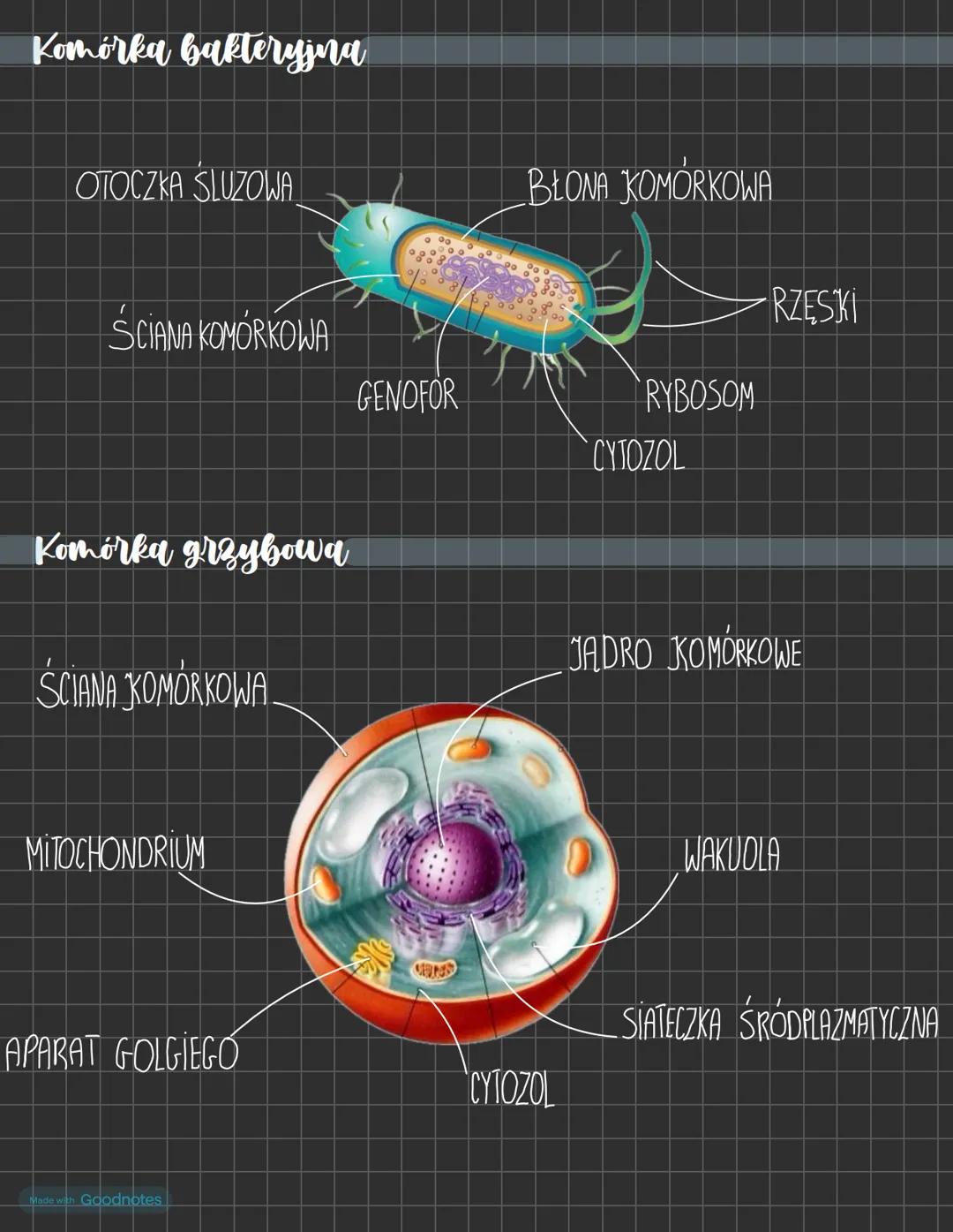 Komórka zwierzeca
BŁONA KOMÓRKOWA
MITOCHONDRIUM
CYTOZOL
WODNICZKA
-JADRO KOMÓRKOWE
APARAT GOLGIEGO
->
RYBOSOM
SIATECZKA ŚRODPLAZMATYCZNA
ora