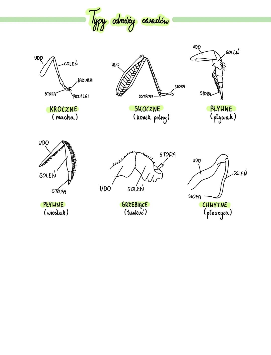 # STAWONOGI I MIĘCZAKI
- CZŁONOWE ODNÓŻA O CZŁONACH POŁĄCZONYCH STAWAMI.
- SEGMENTOWANE CIAŁO
- SZKIELET ZEWNĘTRZNY
# SKORUPIAKI
→2 PARY CZ