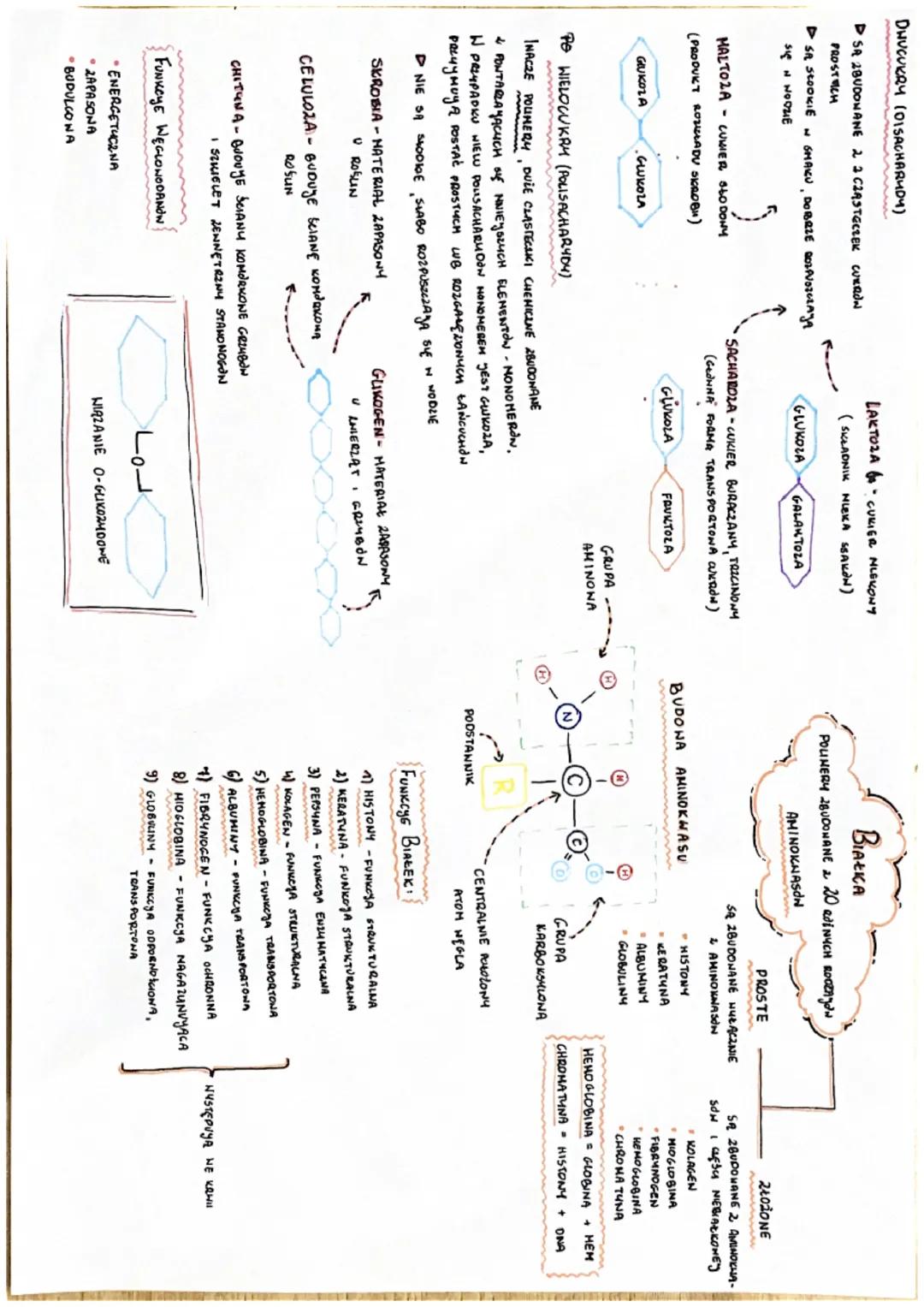 HEGLONODANY
BIAŁKA
LIPIOY
KHASY
NUKLEINOHE
2 WIRZKI ORGANICZNE
PIERWIASTKI CHEMICZNE
SA POOSTA NONYMI SKŁADNIKANI CHEMICZNYMI
KAIDEGO ORGA