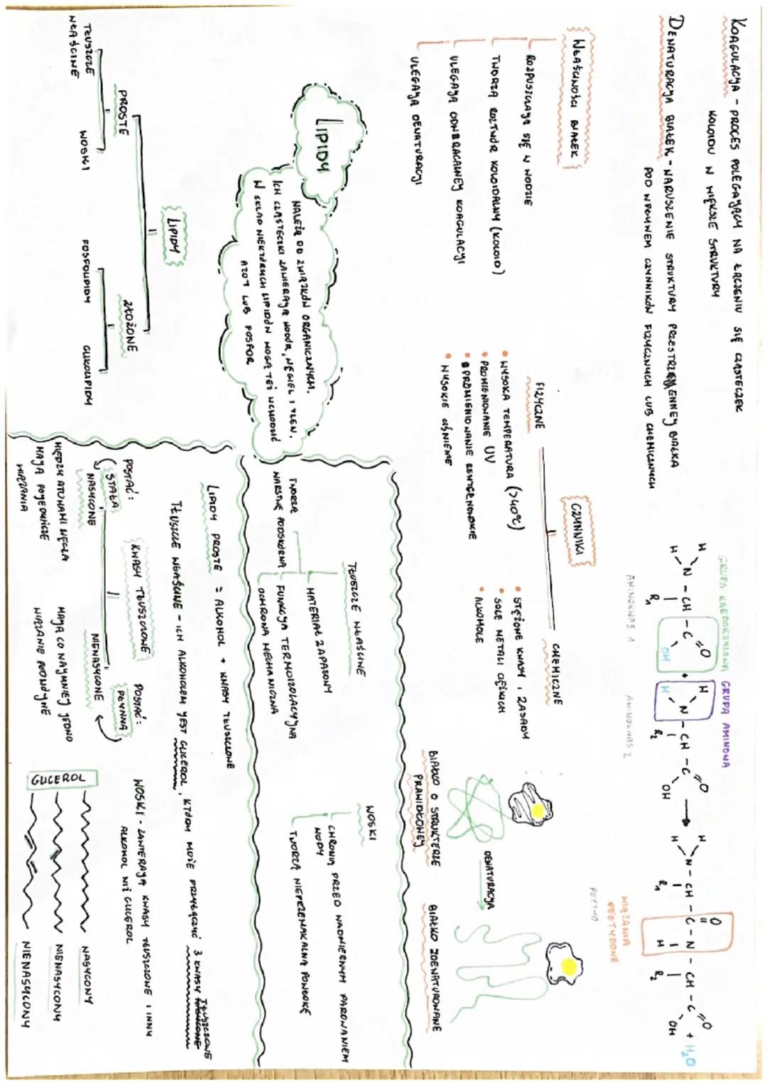 HEGLONODANY
BIAŁKA
LIPIOY
KHASY
NUKLEINOHE
2 WIRZKI ORGANICZNE
PIERWIASTKI CHEMICZNE
SA POOSTA NONYMI SKŁADNIKANI CHEMICZNYMI
KAIDEGO ORGA