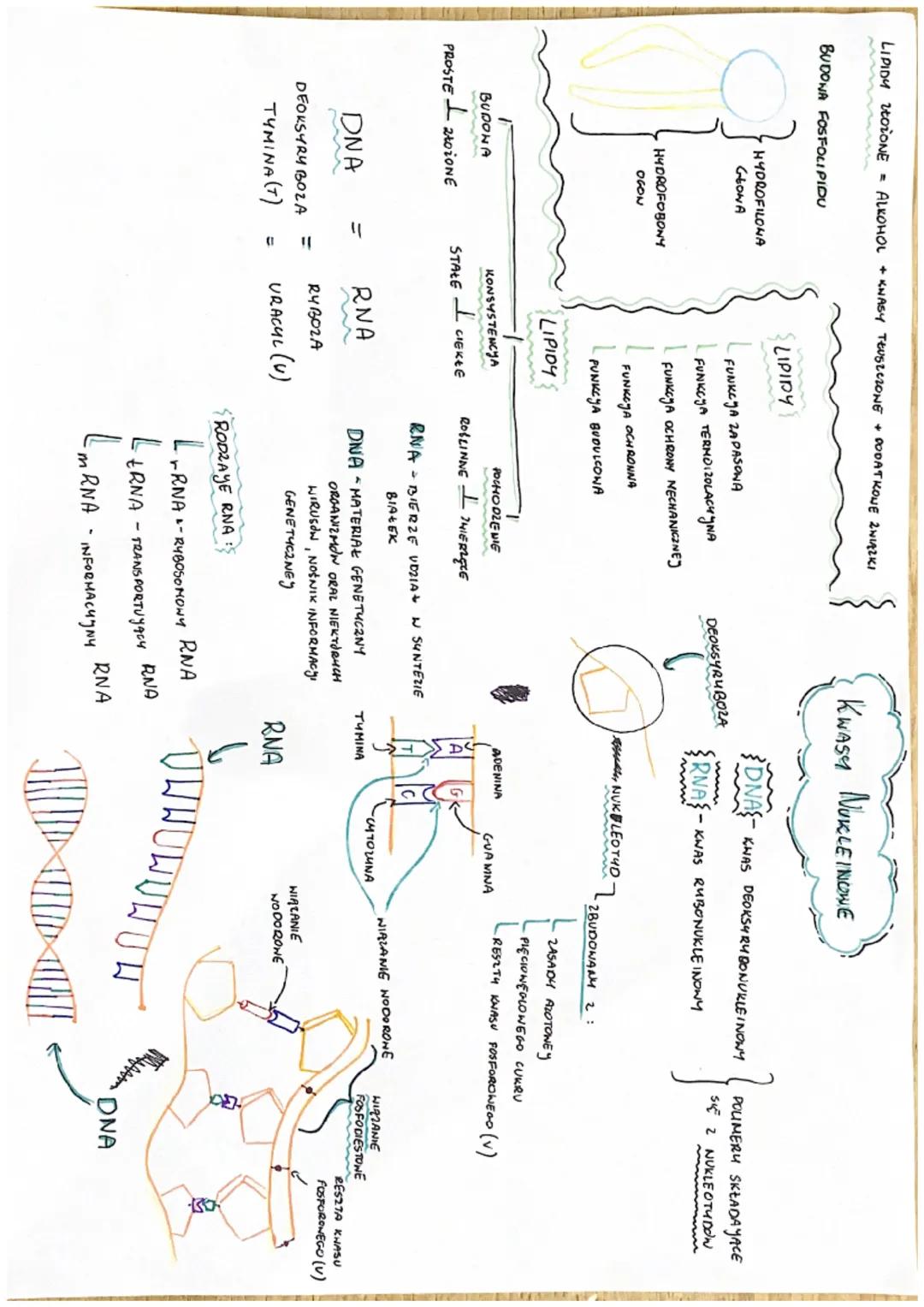 HEGLONODANY
BIAŁKA
LIPIOY
KHASY
NUKLEINOHE
2 WIRZKI ORGANICZNE
PIERWIASTKI CHEMICZNE
SA POOSTA NONYMI SKŁADNIKANI CHEMICZNYMI
KAIDEGO ORGA