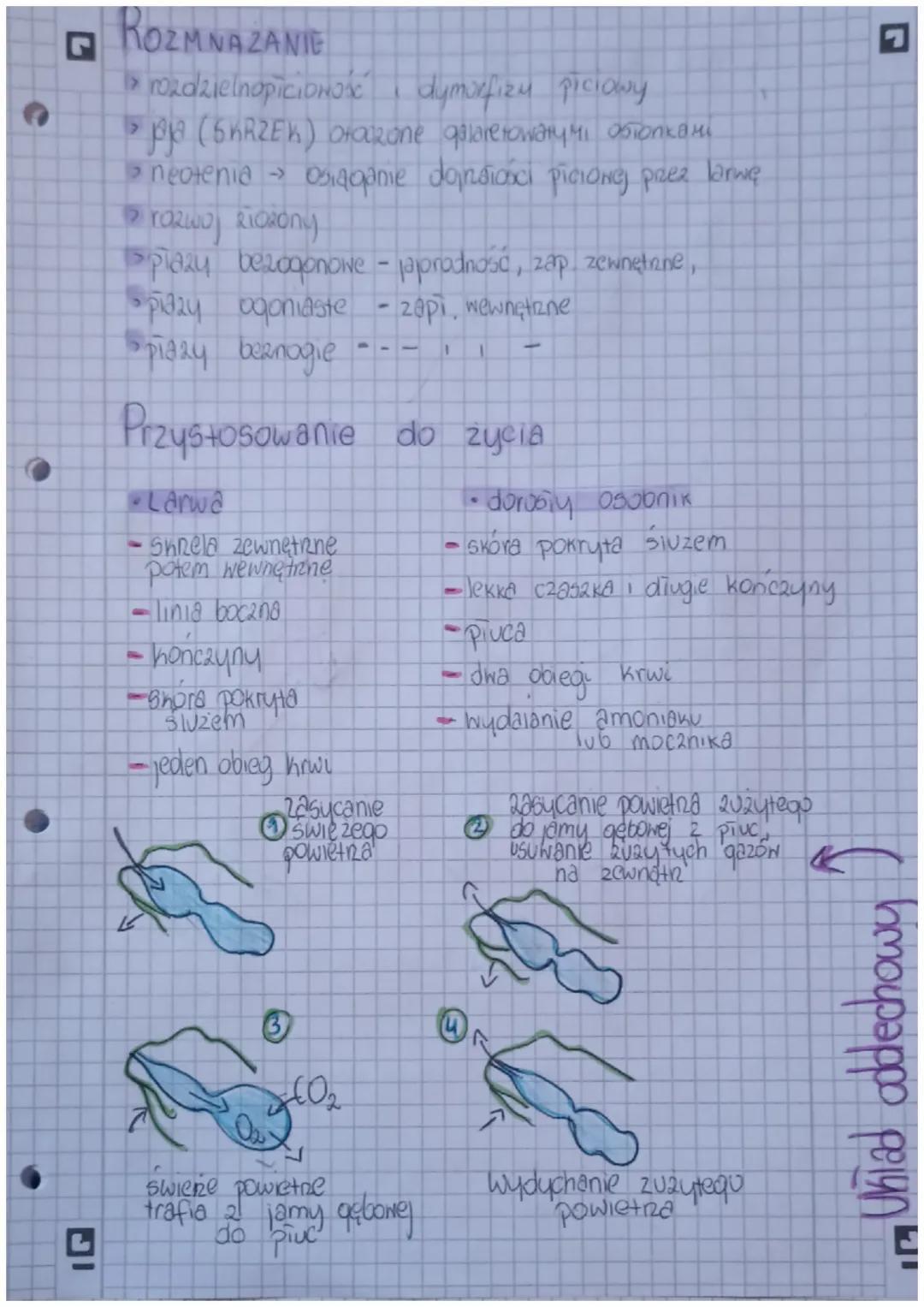 Prezy - kregonice dwuśrodowiskowe
13.05.24
r
>hręgowce
Samennocieplne
,
ejoradne
? Ziemnowodne
bez owodniowce
zuchwowce
> serce 2 2 przedsio