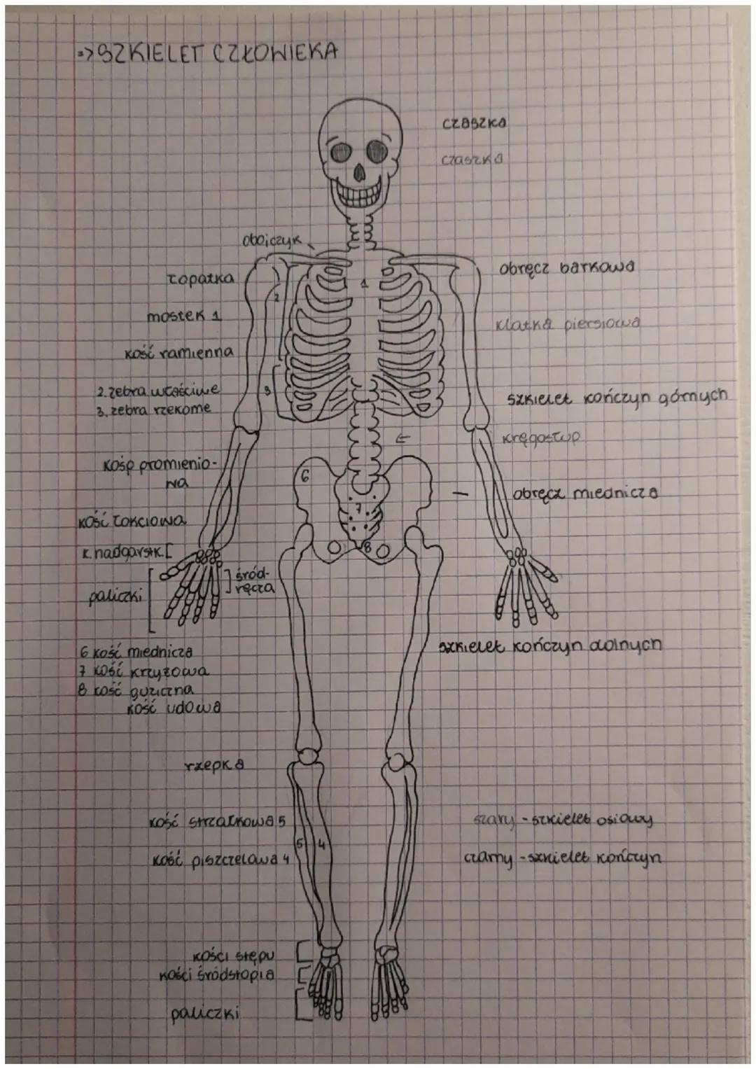 ->SZKIELET CZŁOWIEKA
topatka
mostek 1
kość ramienna
2. zebra właścive
3. zebra rzekome
Koso promienio-
Na
KOść Tonciowa
Khadgarstk. [
palicz