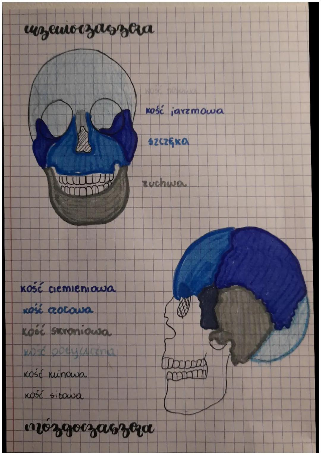 ->SZKIELET CZŁOWIEKA
topatka
mostek 1
kość ramienna
2. zebra właścive
3. zebra rzekome
Koso promienio-
Na
KOść Tonciowa
Khadgarstk. [
palicz