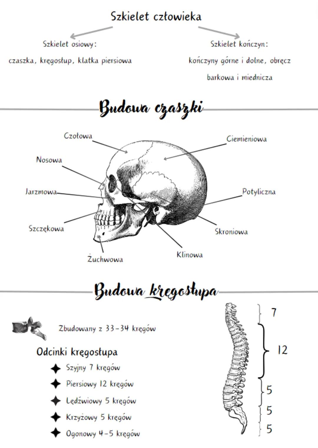 Układ ruchu
Układ szkieletowy
(część bierna)
Rola szkieletu
Zebra
Budowa szkieletu
Ochrania narządy
Stanowi miejsce dla przyczepienia się mi