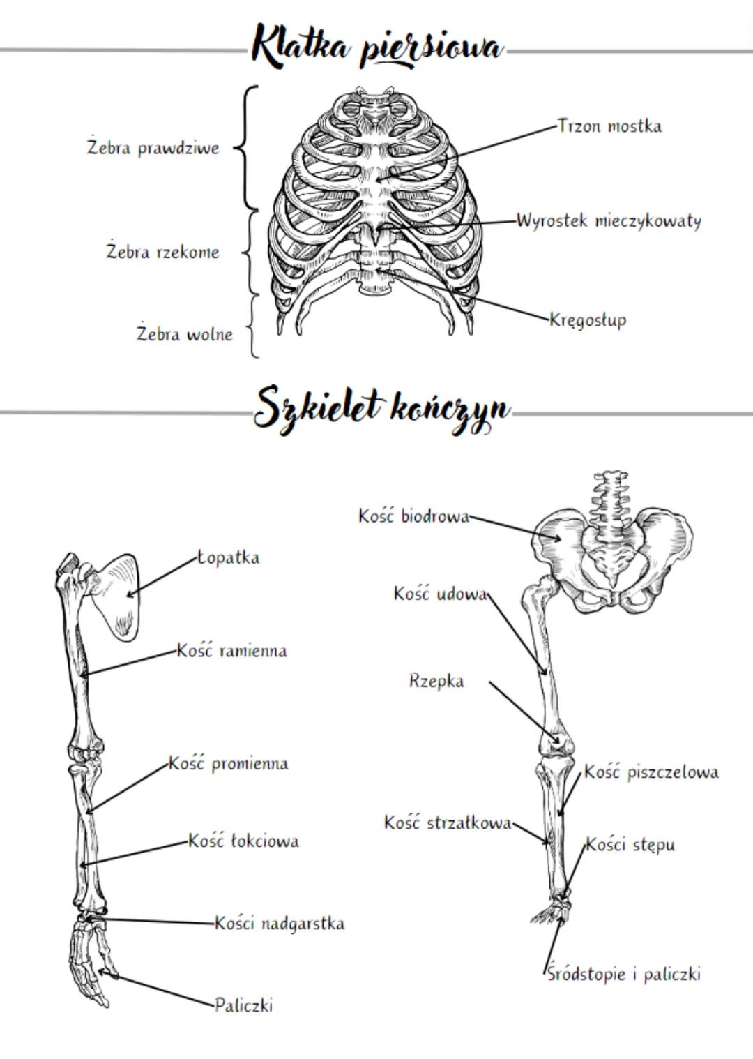 Układ ruchu
Układ szkieletowy
(część bierna)
Rola szkieletu
Zebra
Budowa szkieletu
Ochrania narządy
Stanowi miejsce dla przyczepienia się mi