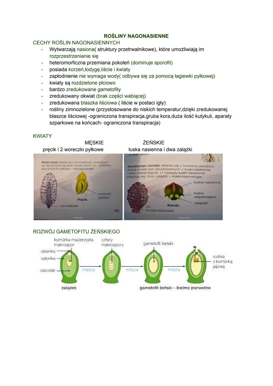 CECHY ROŚLIN NAGONASIENNYCH
Wytwarzają nasiona( struktury przetrwalnikowe), które umożliwiają im
rozprzestrzenianie się
heteromorficzna prze