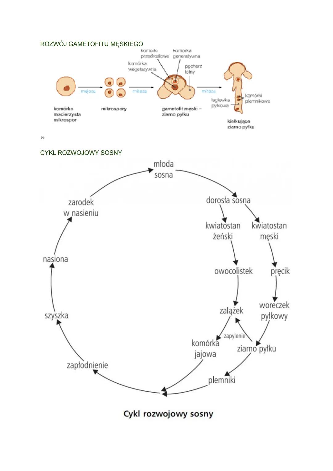 CECHY ROŚLIN NAGONASIENNYCH
Wytwarzają nasiona( struktury przetrwalnikowe), które umożliwiają im
rozprzestrzenianie się
heteromorficzna prze