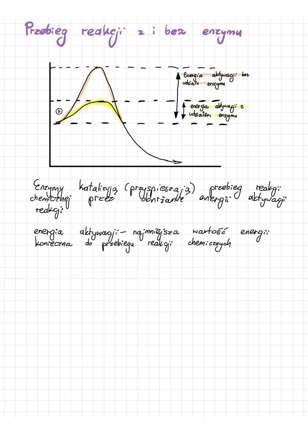 WŁAŚCIWOŚCI
•so swoiste względem substratu
(1 enzym- 1 lub kilka substratów)
katalizują
●
(1 епчут
• nie zużywają się
-
enzymy
KLASYFIKACJA