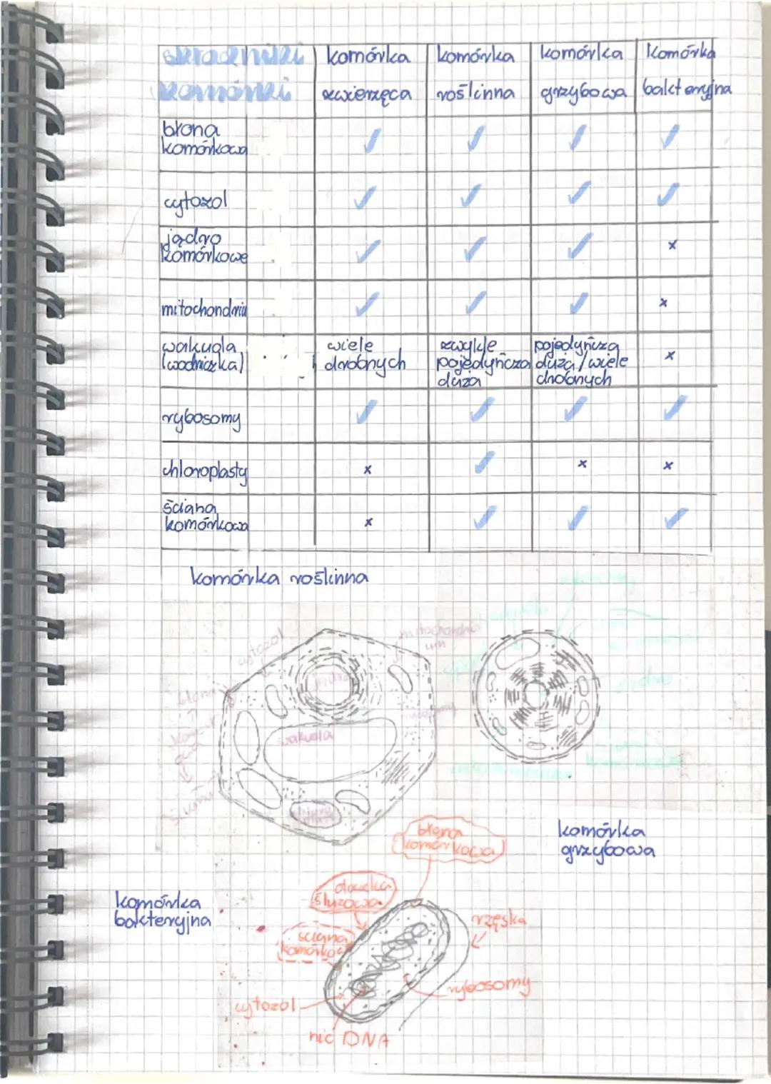 # Biologia
Składniki chemiczne
organizmów
Sklad pierwiastkowy organizmów
65% wody
* transportuje rószene substancje wewnątrz komórki
o