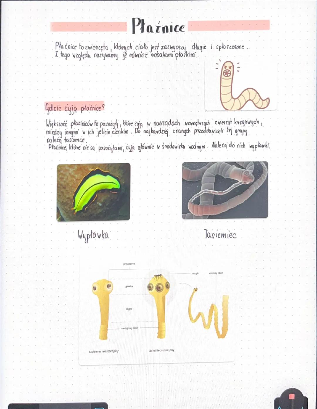 Płaźnice
Płaźnice to zwierzęta, których ciało jest zazwyczaj długie i spłaszczone..
I tego względu nazywamy, je równiez robakami płaskimi..