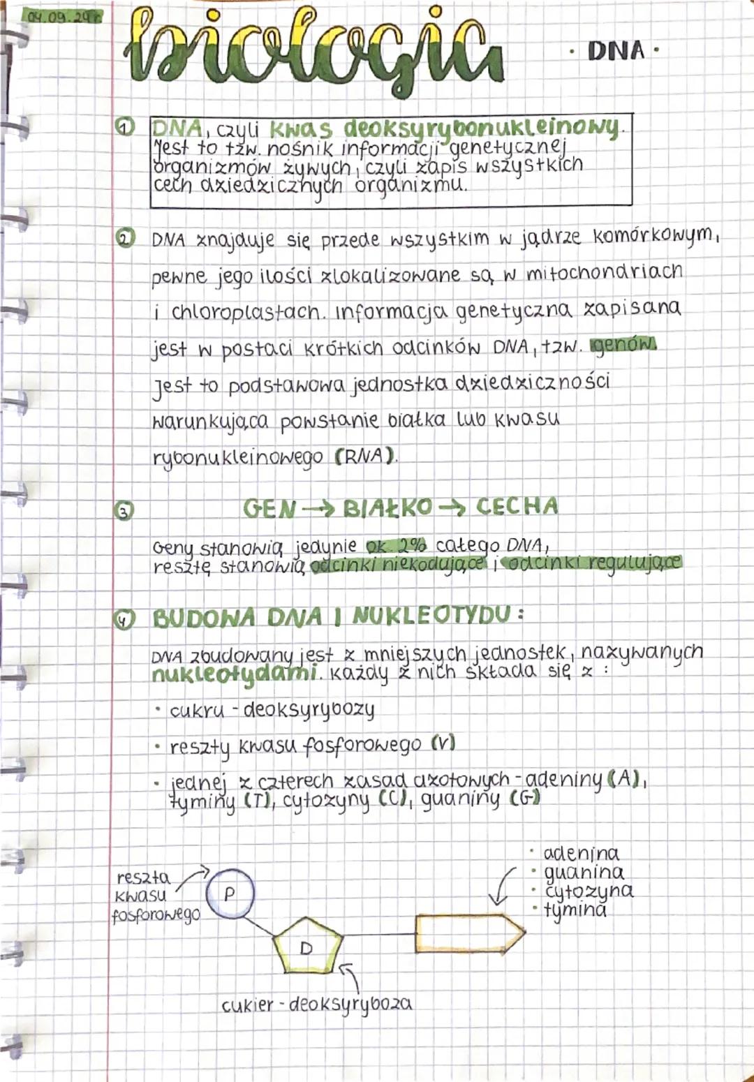 04.09.29
biologia
2
•
DNA
DNA, czyli Kwas deoksyrybonukleinowy.
Jest to tzw. nośnik informacji genetycznej
organizmów żywych, czyli zapis ws