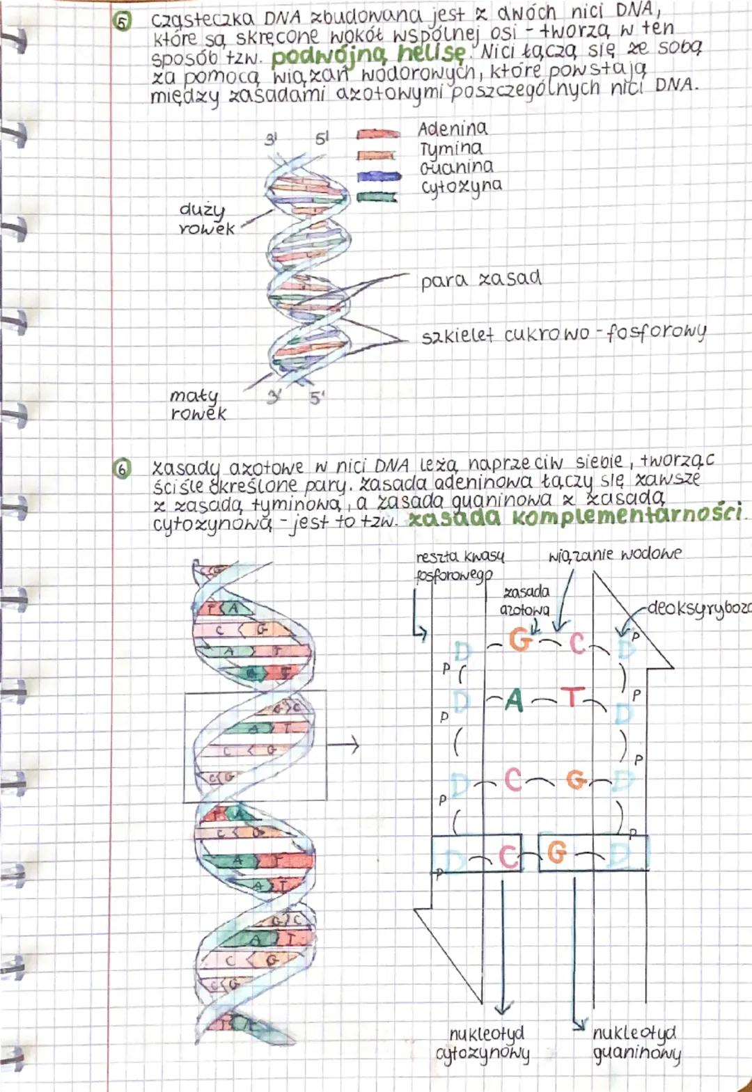 04.09.29
biologia
2
•
DNA
DNA, czyli Kwas deoksyrybonukleinowy.
Jest to tzw. nośnik informacji genetycznej
organizmów żywych, czyli zapis ws