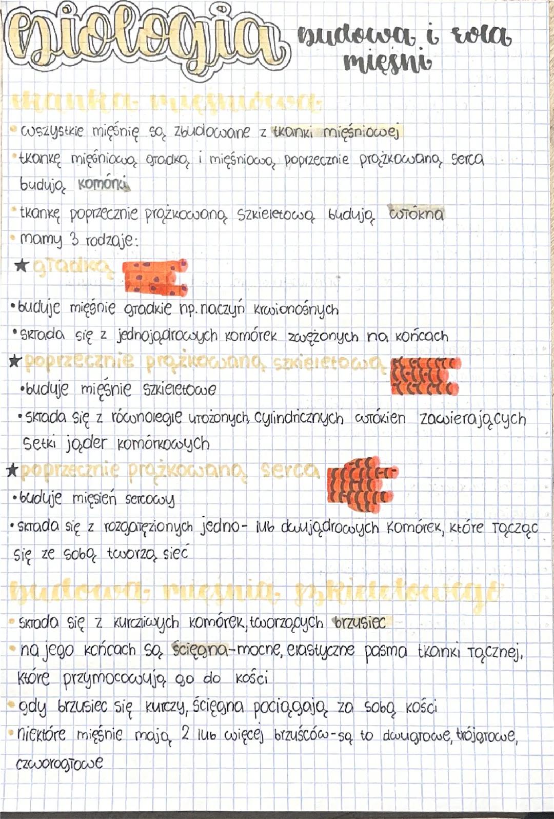 Budowa i rola mięśni