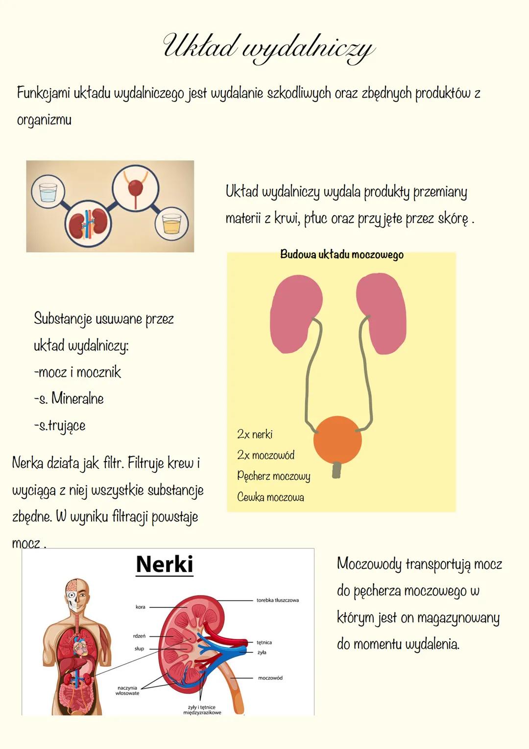 # Układ wydalniczy
Funkcjami układu wydalniczego jest wydalanie szkodliwych oraz zbędnych produktów z
organizmu
Układ wydalniczy wydala pr