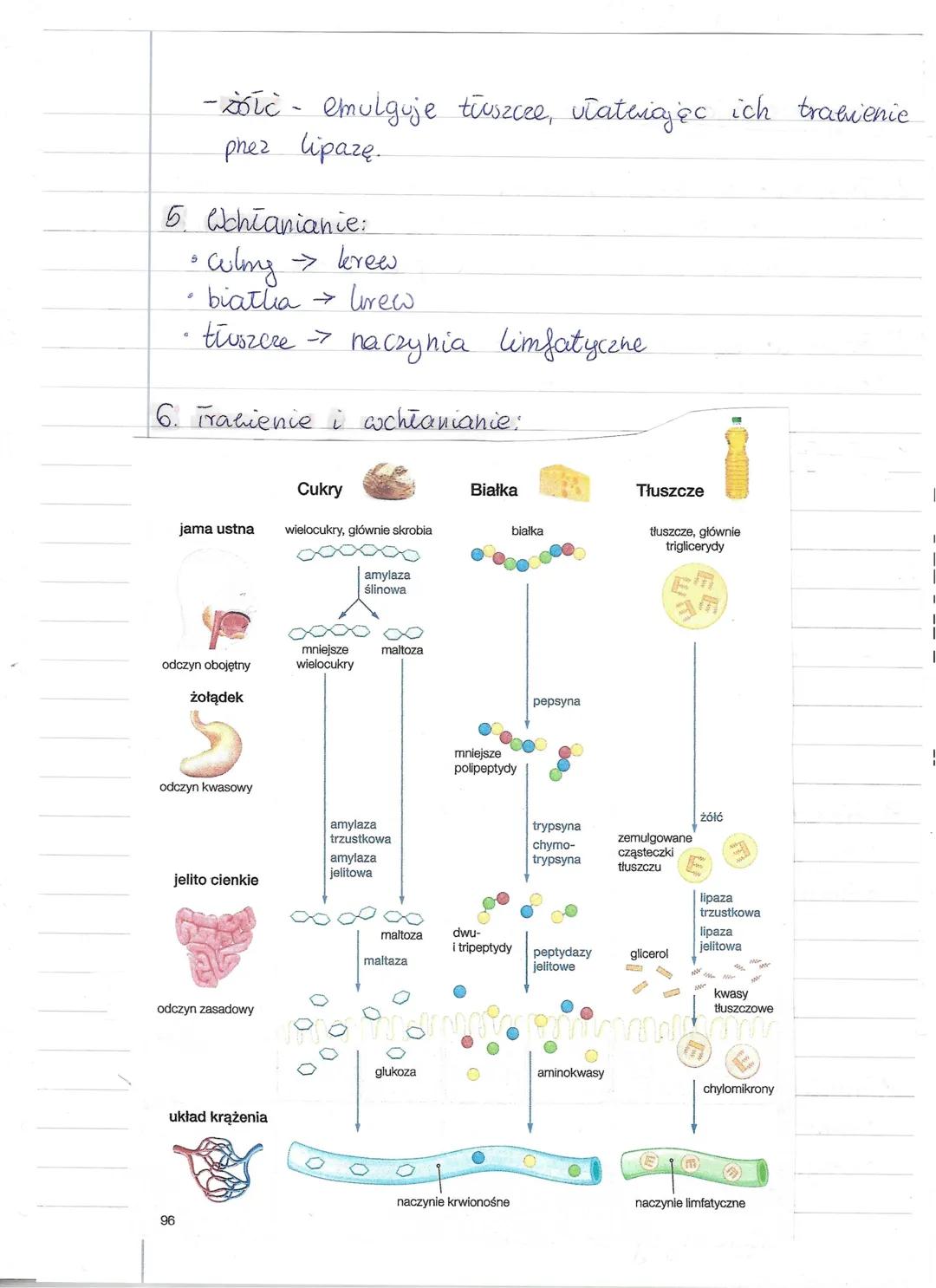 Procesy tracienia i wchłaniania:
4. Trawienie to proces fizyczny i chemiczny, as litónym
pokarm jest rozkładany na prostsze związki chemi-
c